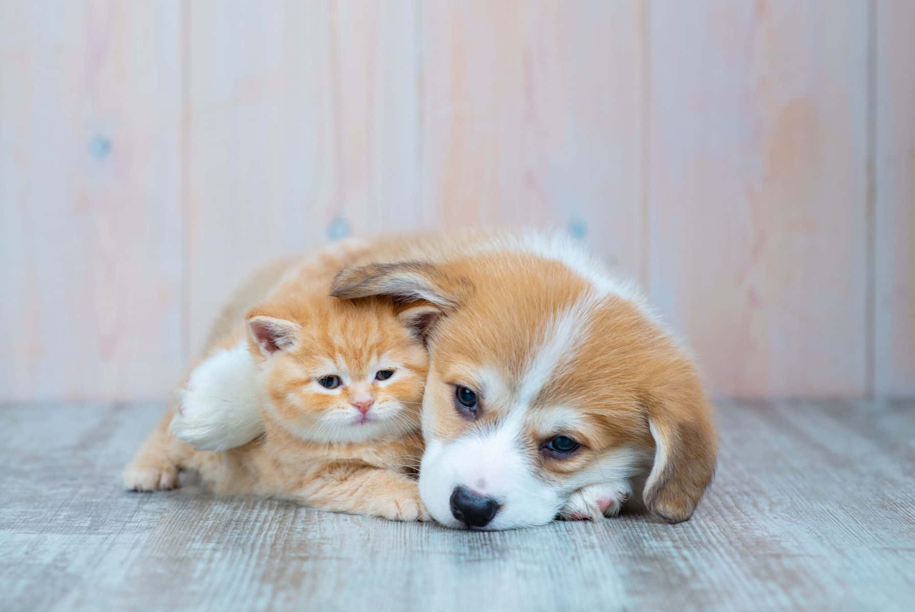 fluffy orange kitten, sleepy corgi puppy, wooden floor, HD Desktop Wallpaper