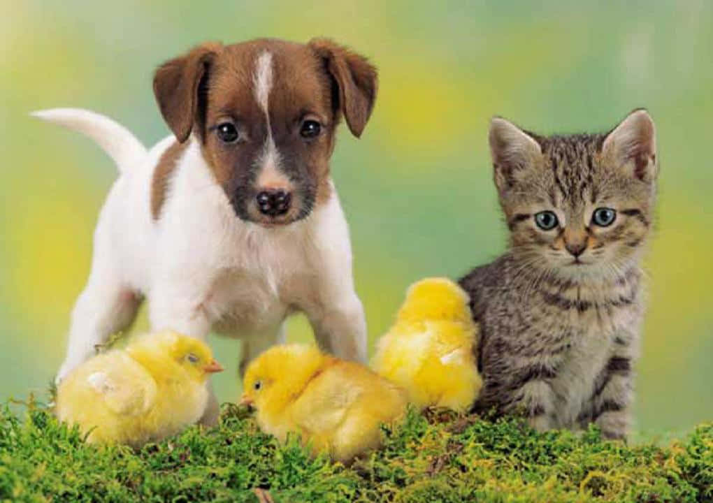 kitten, puppy, chicks, SD Desktop Wallpaper