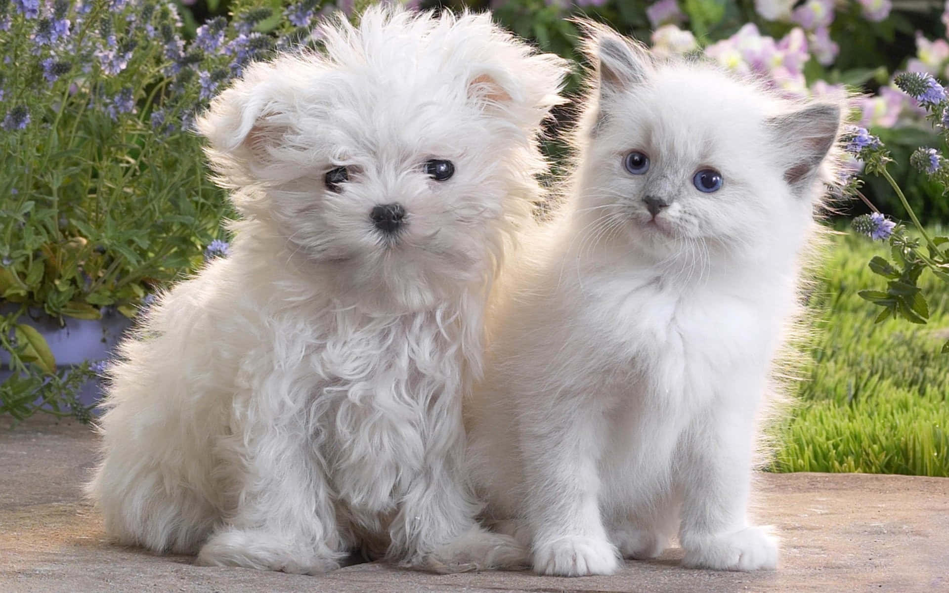 fluffy white puppy, fluffy kitten, stone path, Full HD Desktop Wallpaper
