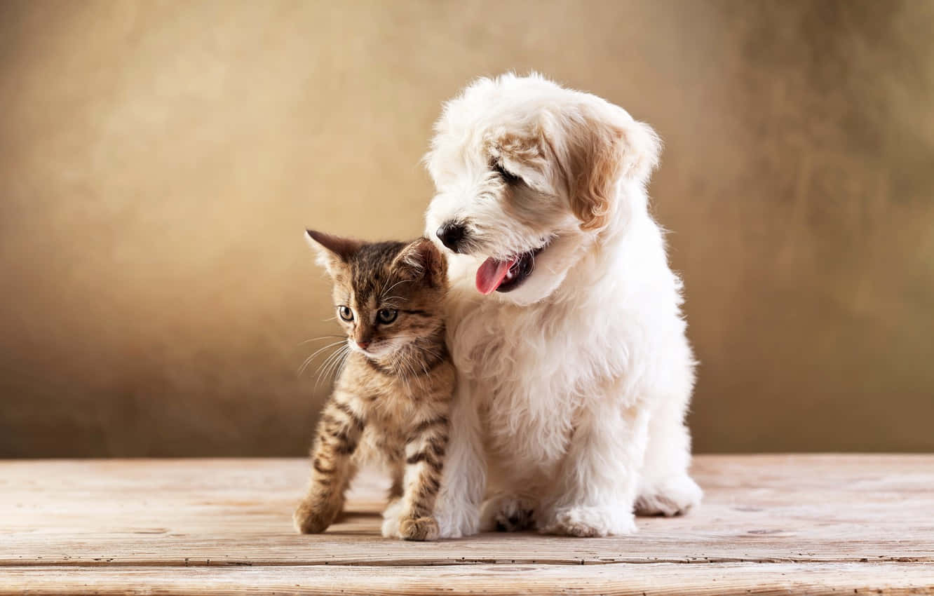 kitten and puppy, fluffy white puppy, small tabby kitten, HD Desktop Wallpaper