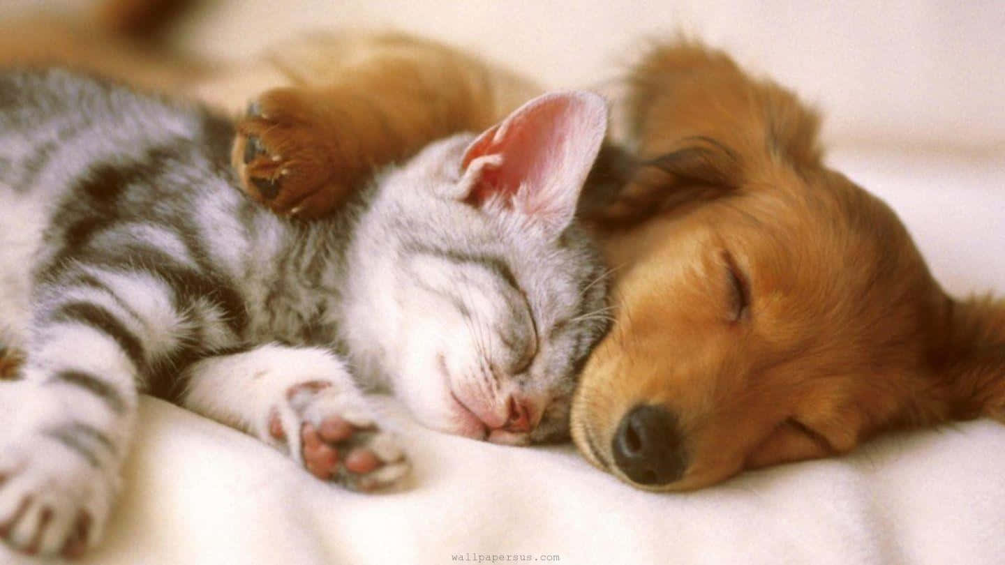 gray tabby kitten, golden puppy, soft white blanket, HD Desktop Wallpaper