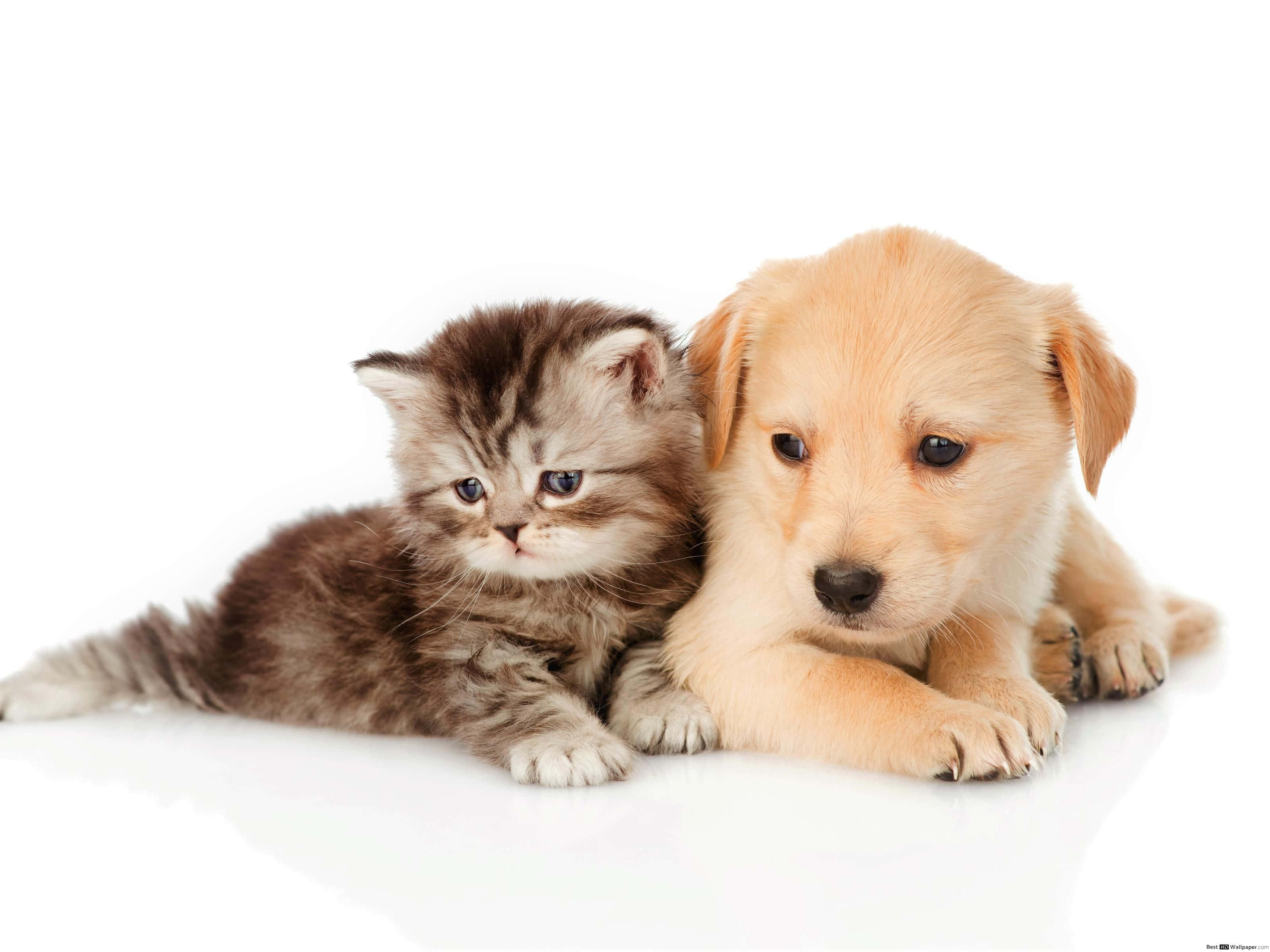 fluffy brown tabby kitten, golden retriever puppy, bright white surface, 2K Desktop Wallpaper