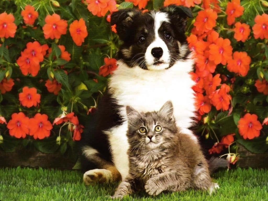 kitten, puppy, black and white puppy, SD Desktop Wallpaper