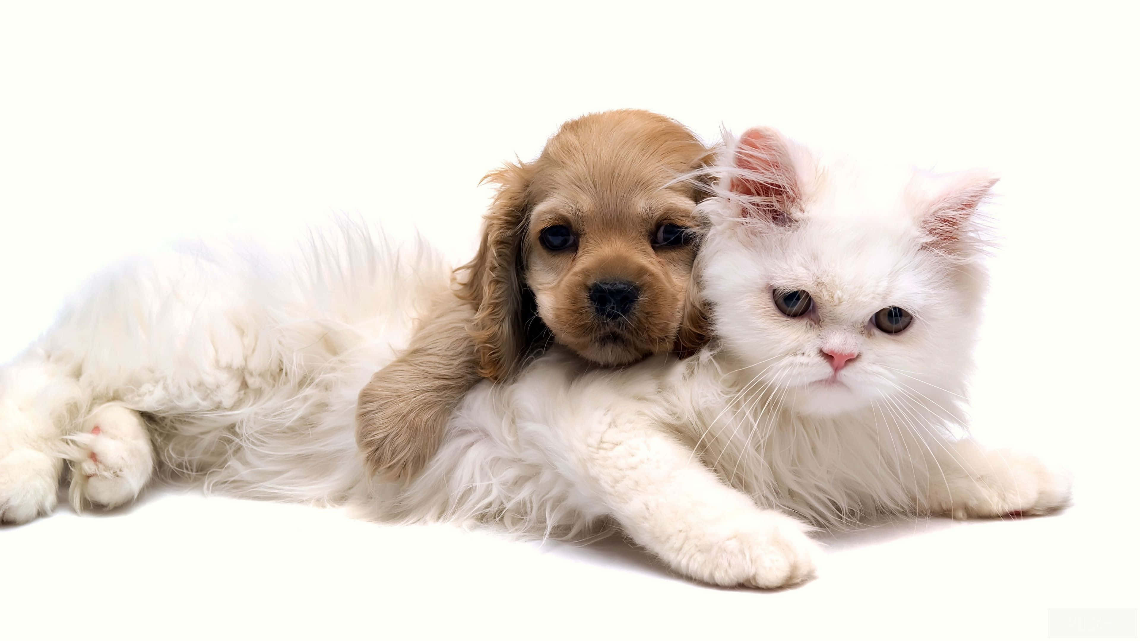kitten, puppy, fluffy white kitten, 4K Desktop Wallpaper