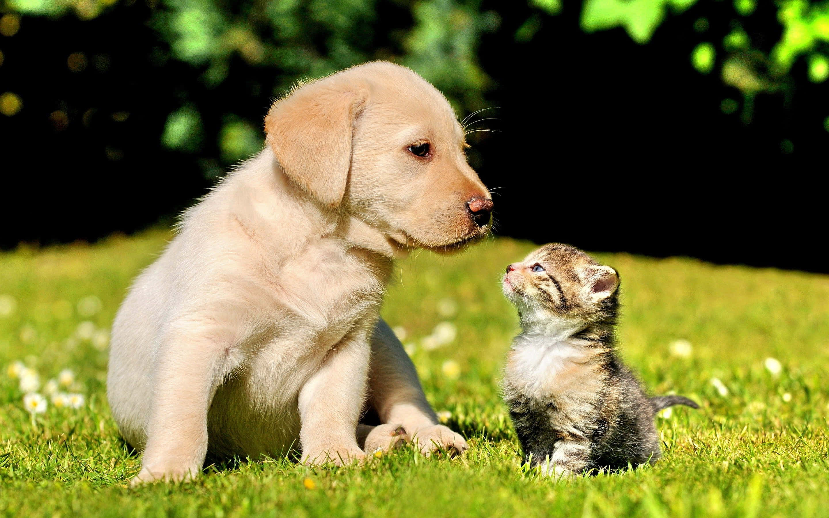 golden retriever puppy, tabby kitten, sunlit grass, 2K Desktop Wallpaper