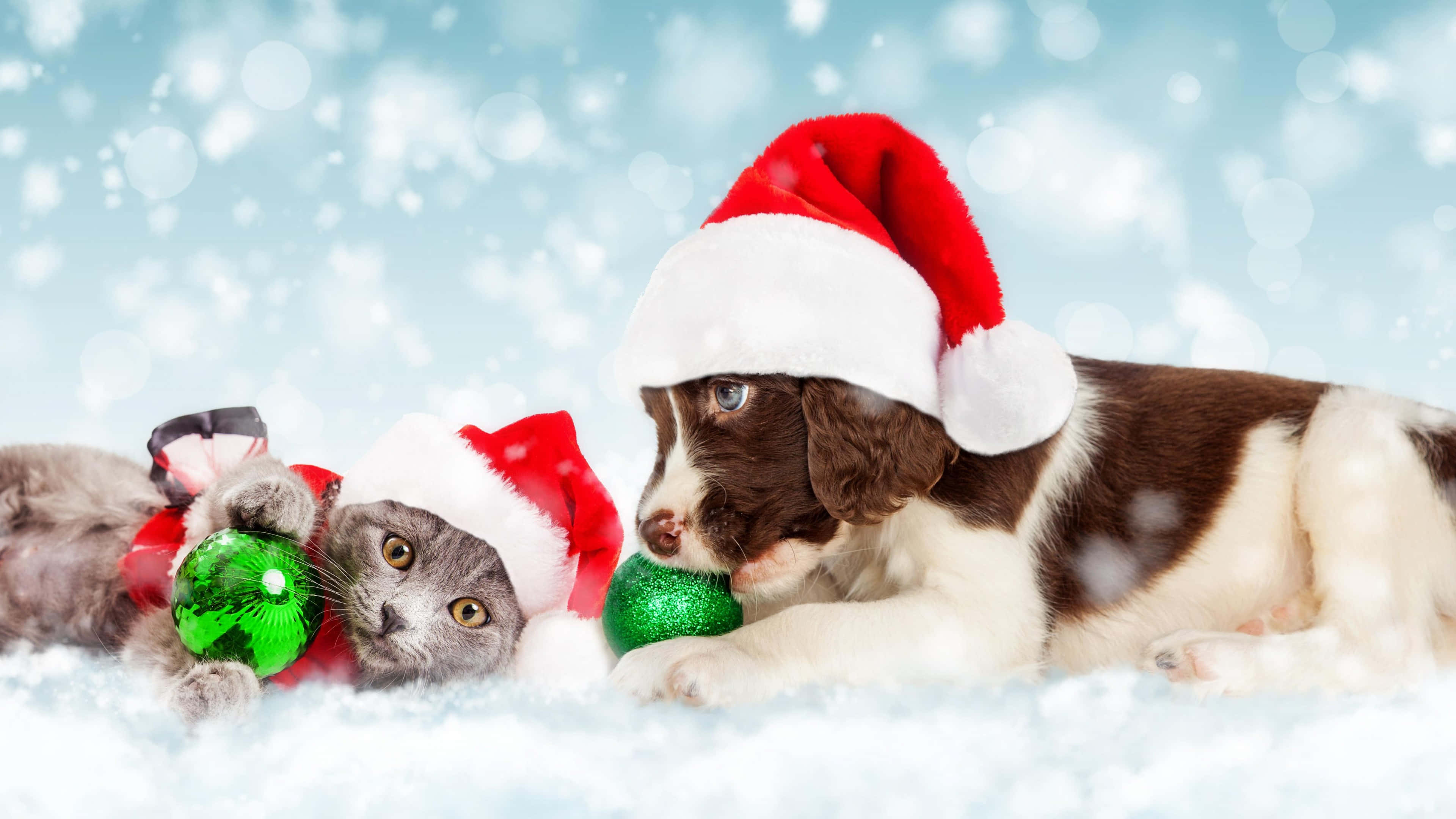 Kitten, Puppy, Santa hats, 4K Desktop Wallpaper
