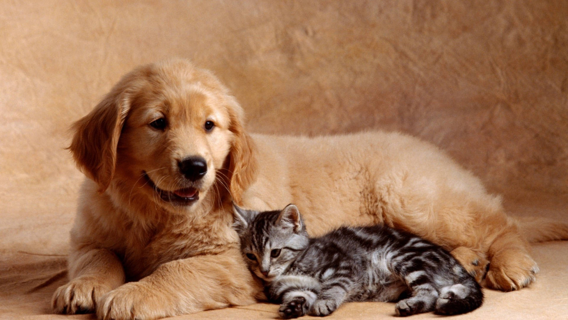 golden retriever puppy, gray tabby kitten, warm beige textured backdrop, Full HD Desktop Wallpaper