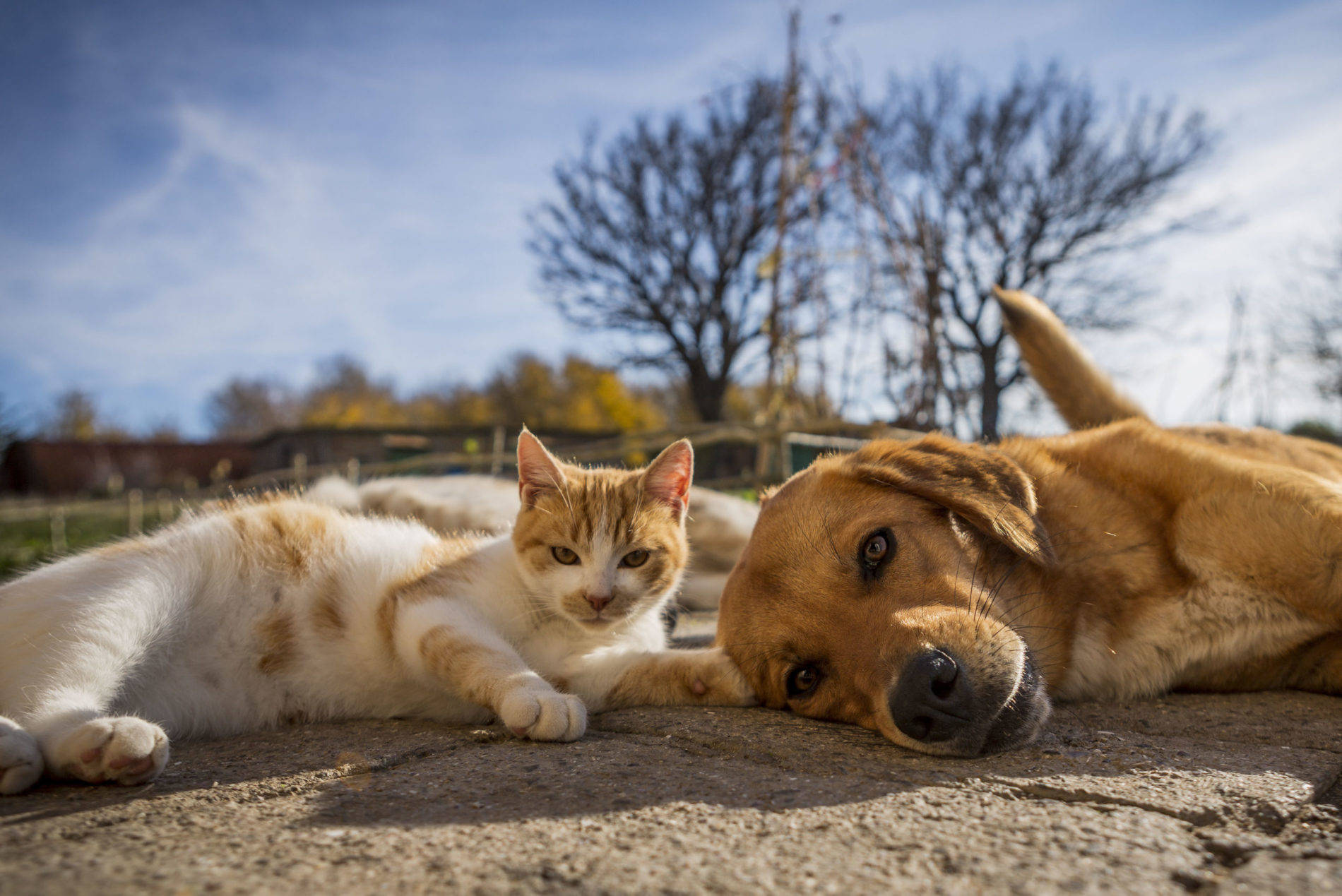 ginger and white cat, golden retriever, sunlit pavement, HD Desktop Wallpaper