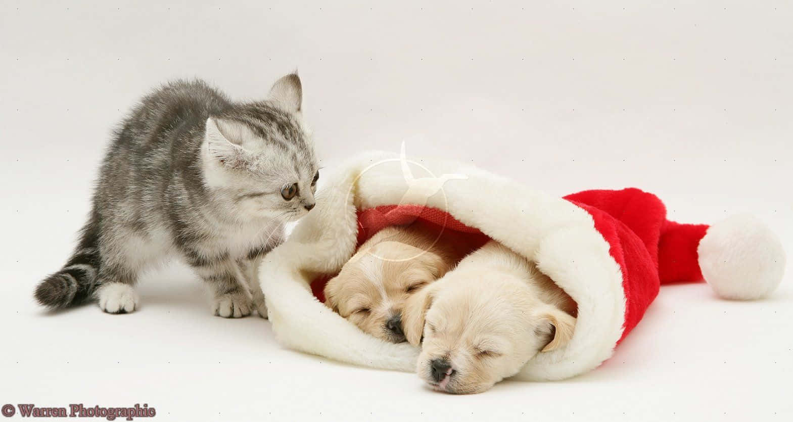 silver tabby kitten, golden puppies, red and white Santa hat, HD Desktop Wallpaper