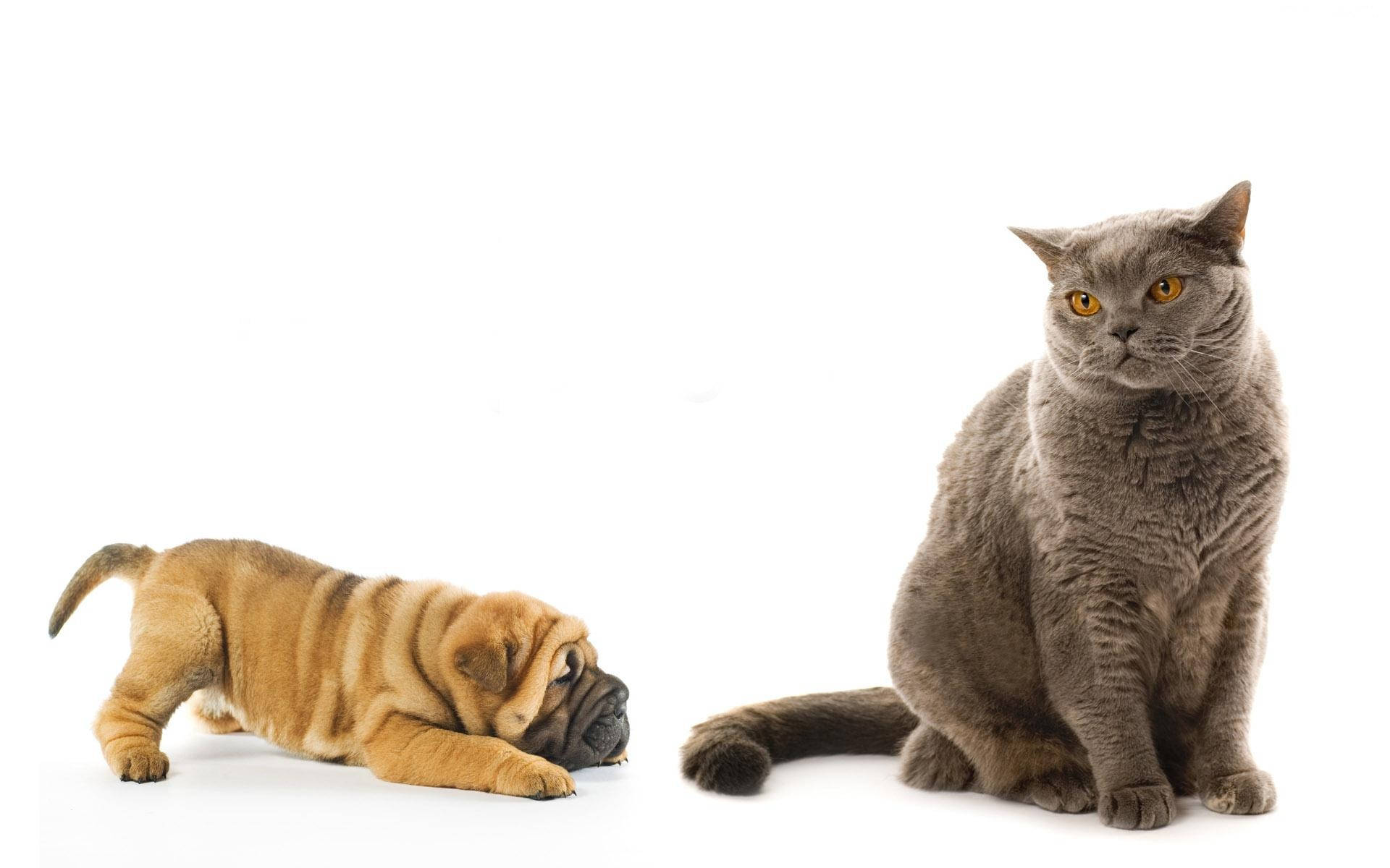 tan puppy, gray British Shorthair cat, stark white background, Full HD Desktop Wallpaper