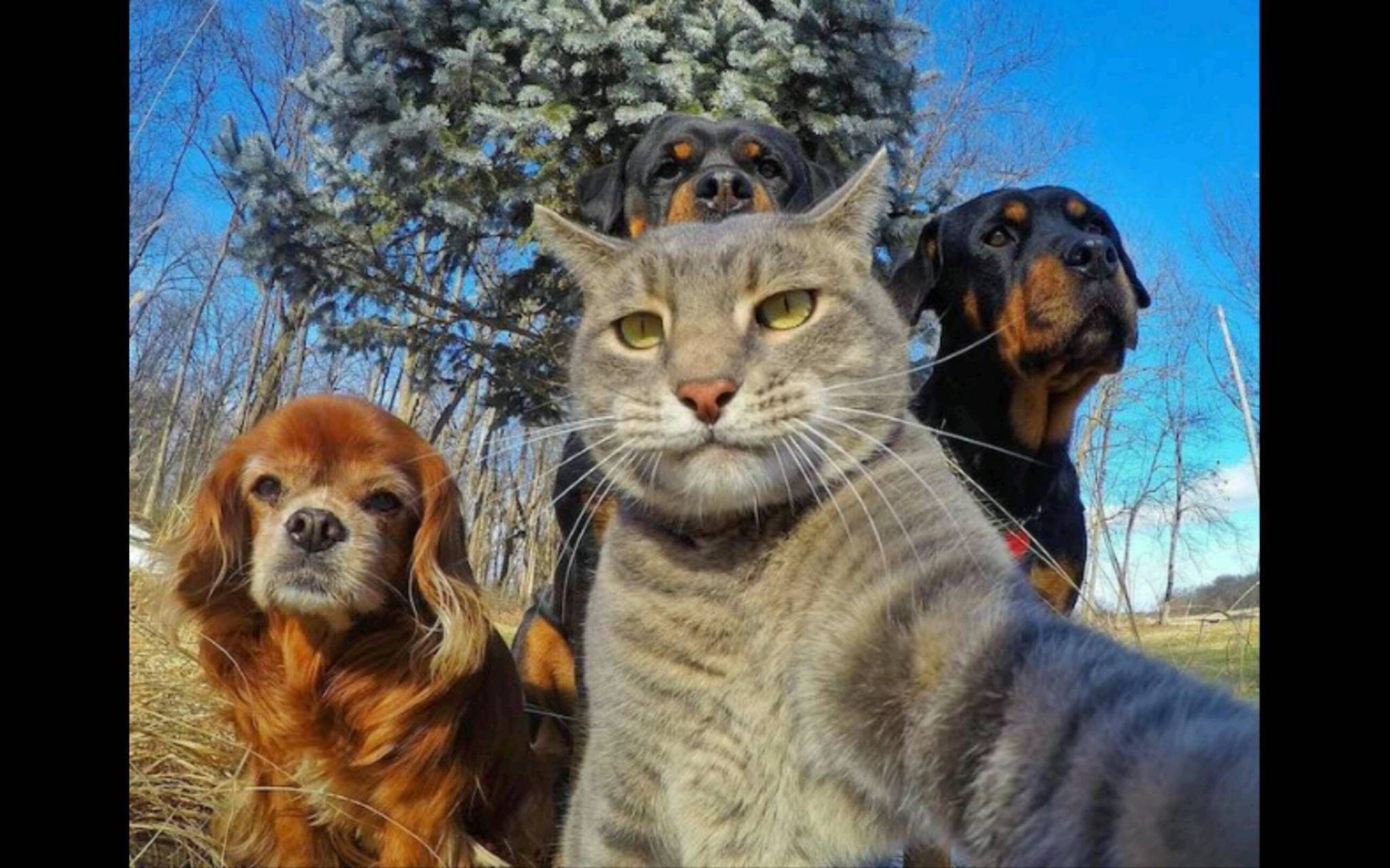 gray tabby cat, three dogs, outdoors, Full HD Desktop Wallpaper