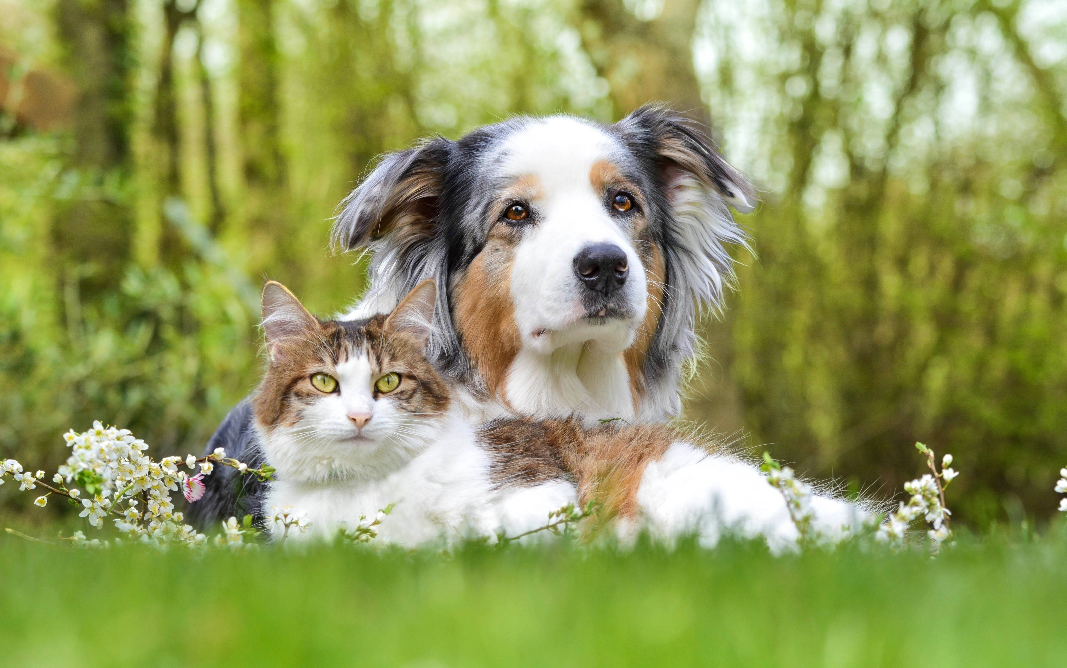 fluffy dog, tabby cat, vibrant green grass, 2K Desktop Wallpaper