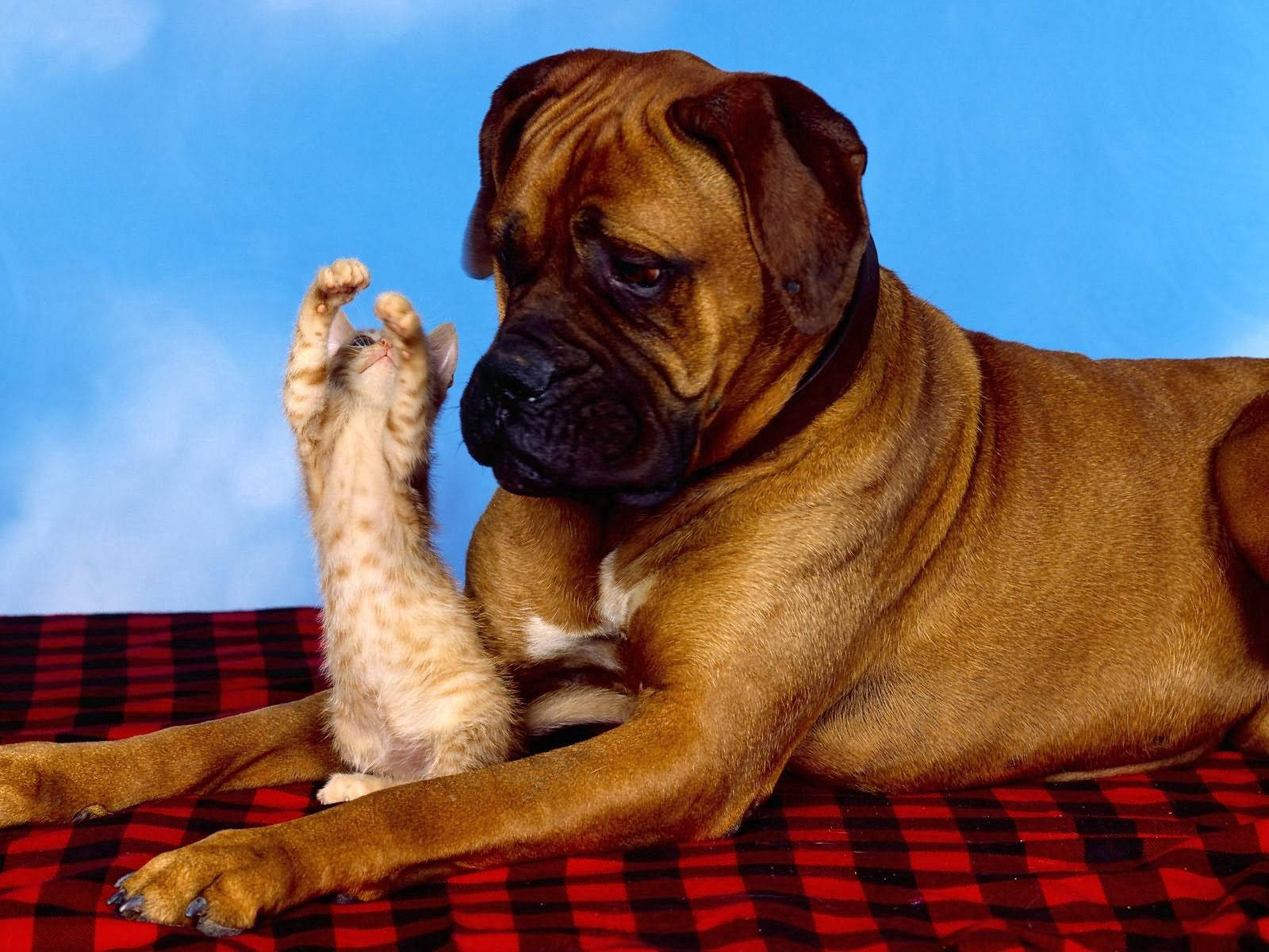 brown boxer dog, tiny tabby kitten, blue sky backdrop, HD Desktop Wallpaper