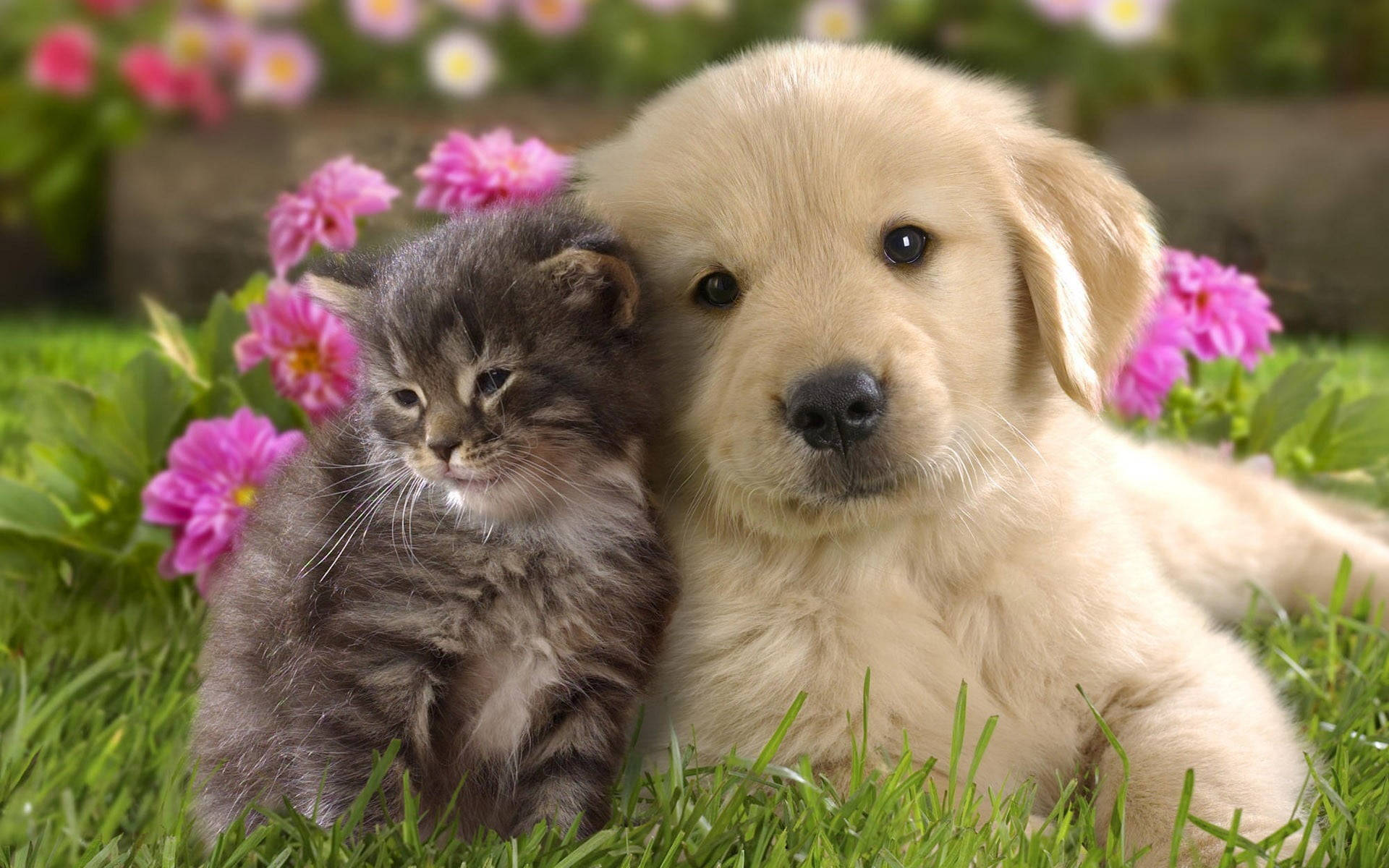 golden retriever puppy, gray tabby kitten, vibrant green grass, Full HD Desktop Wallpaper