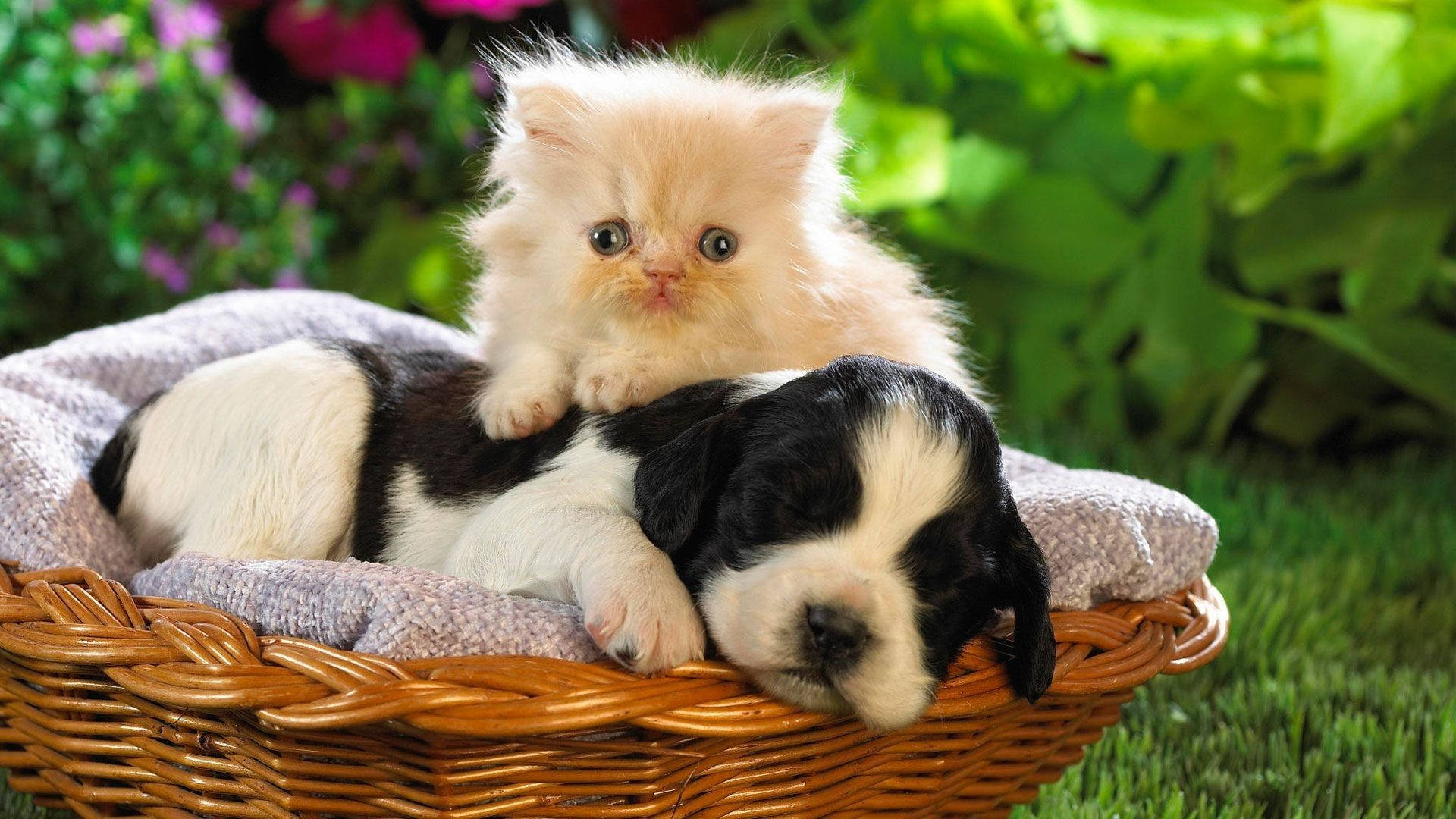 fluffy cream kitten, sleeping black and white puppy, wicker basket, Full HD Desktop Wallpaper