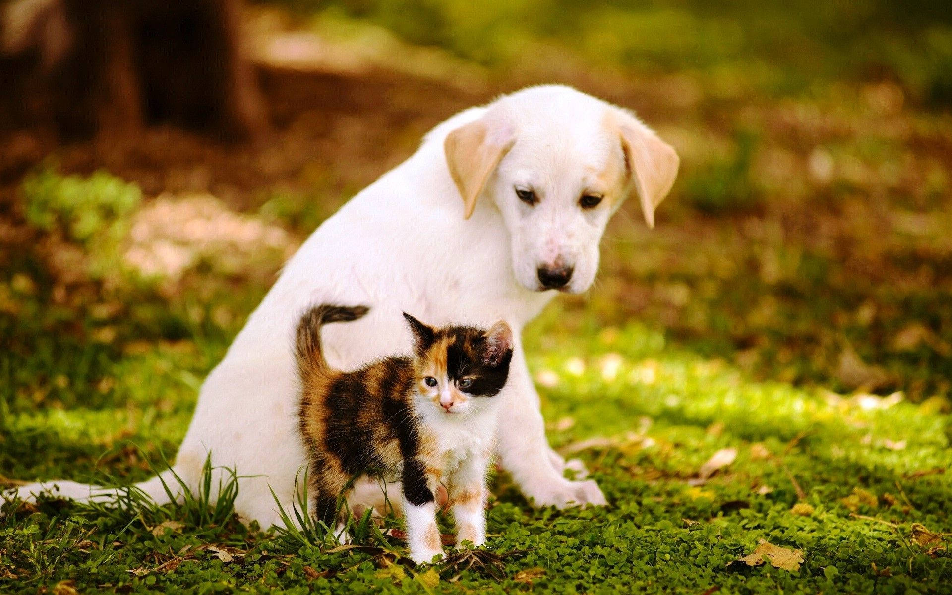 white puppy, calico kitten, sunlit grass, Full HD Desktop Wallpaper