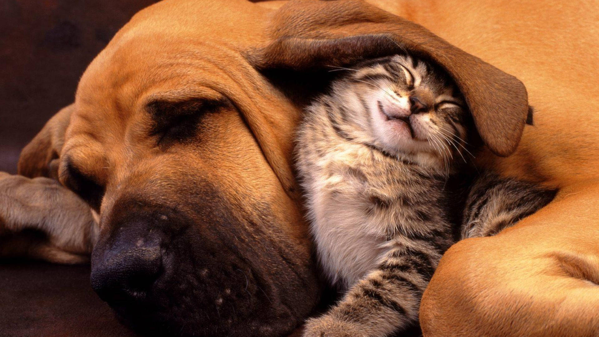 tabby kitten, brown dog, floppy ear, Full HD Desktop Wallpaper