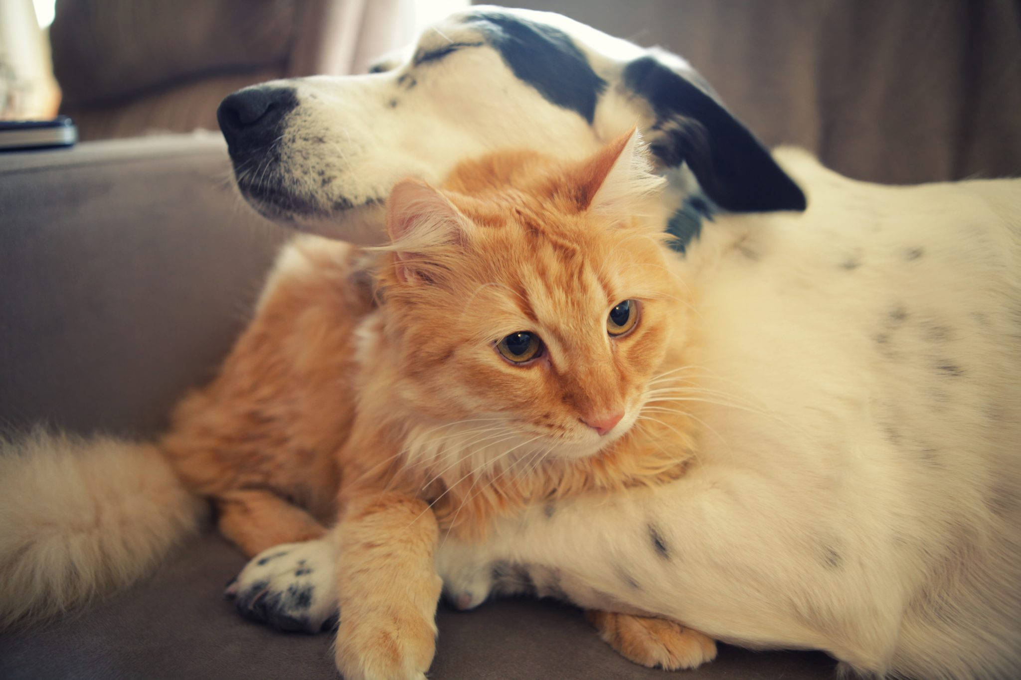fluffy orange cat, white spotted dog, couch, Full HD Desktop Wallpaper