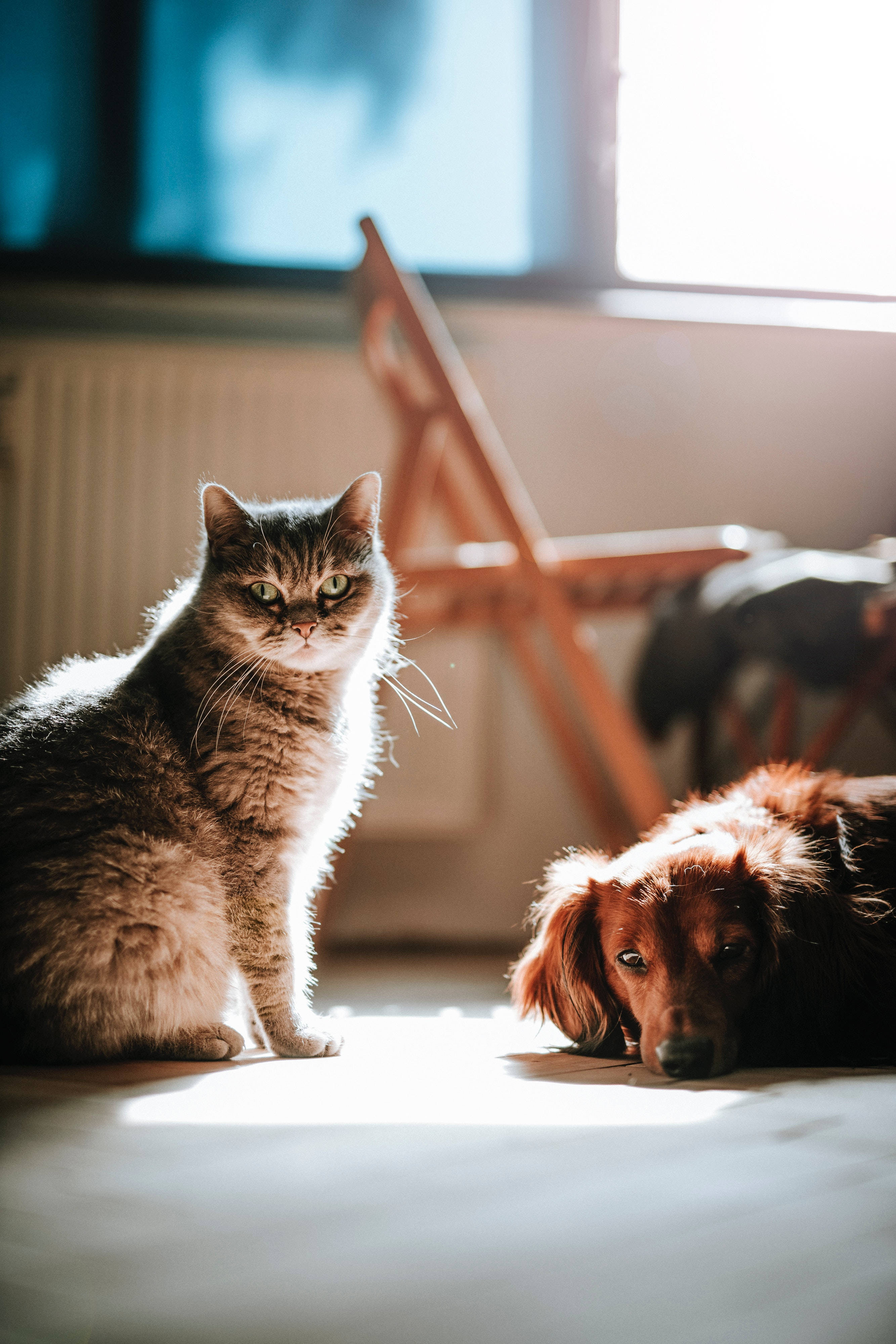 Sunbeam Cat And Dog, fluffy tabby cat, brown dog, 4K Phone Wallpaper