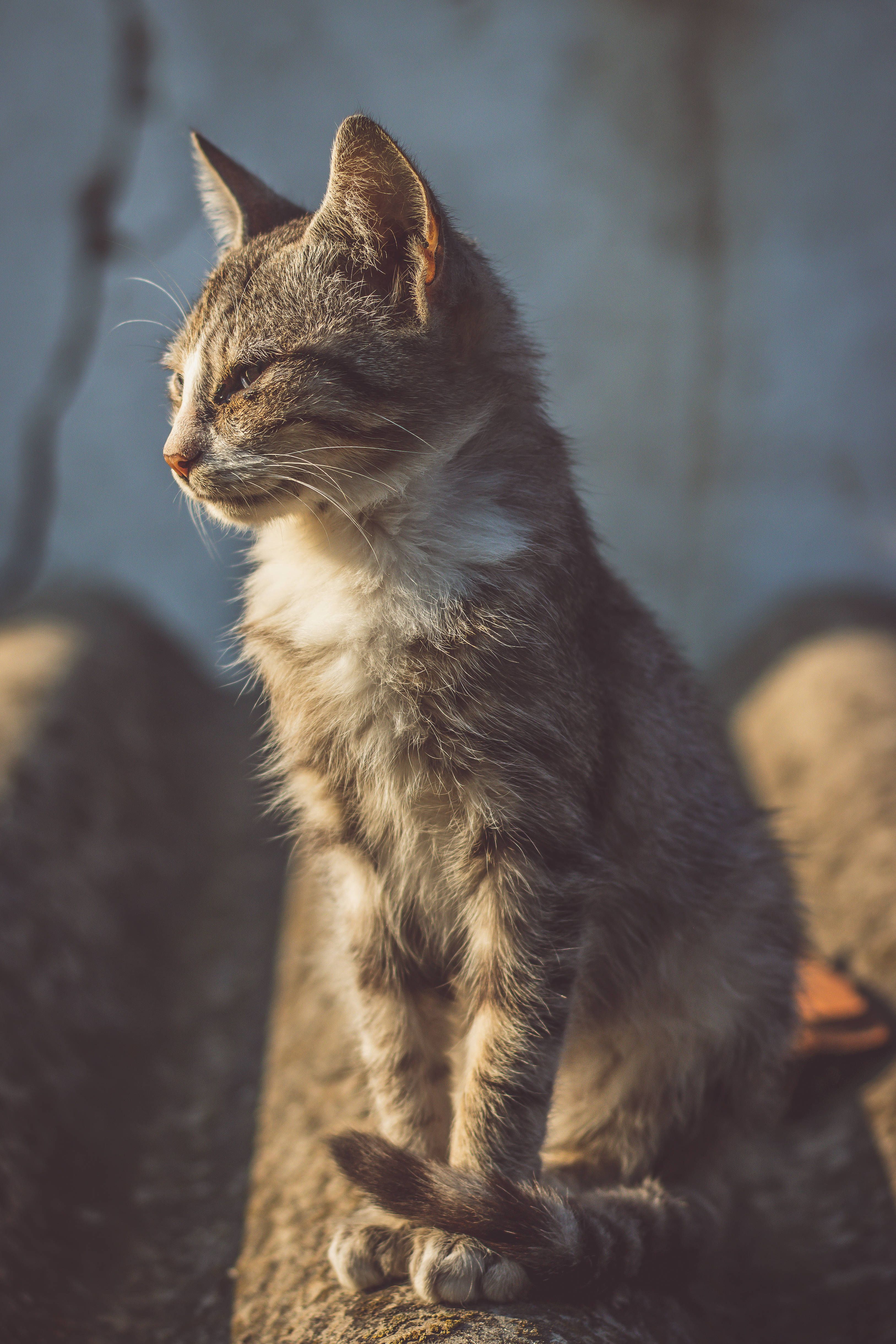 brown and white short fur cat, 4K Phone Wallpaper