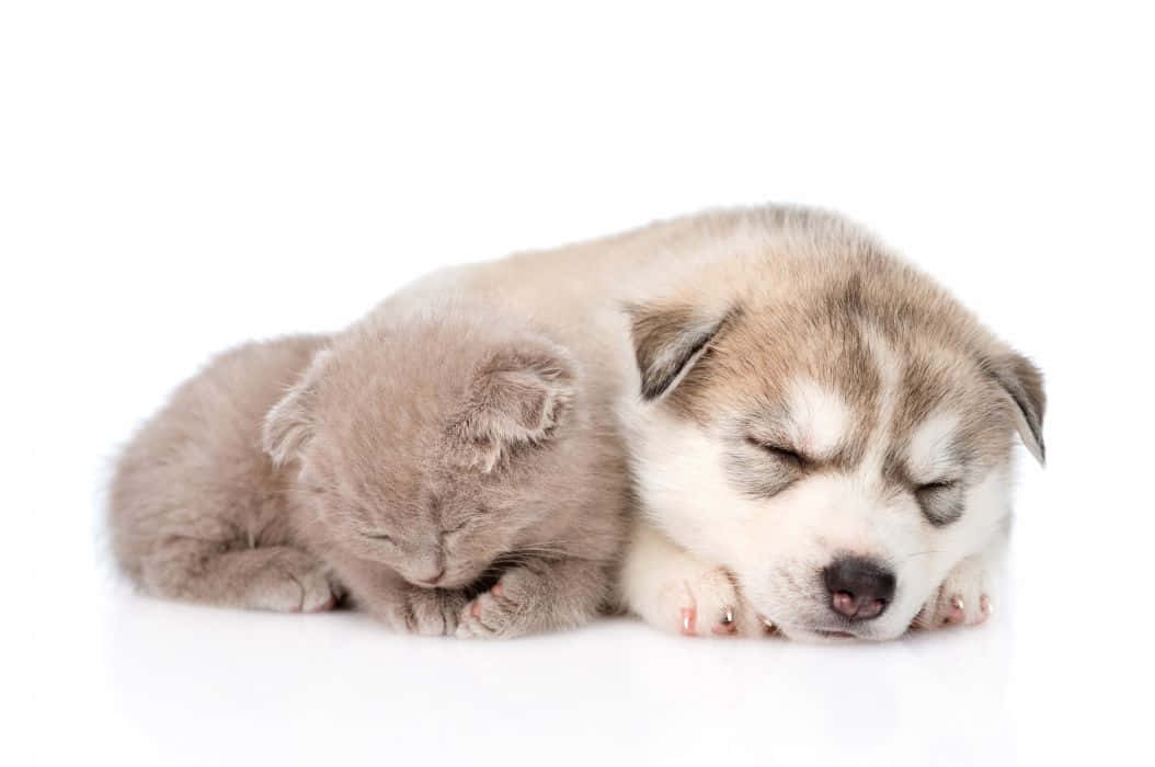 kitten and puppy, fluffy gray kitten, sleeping husky puppy, SD Desktop Wallpaper