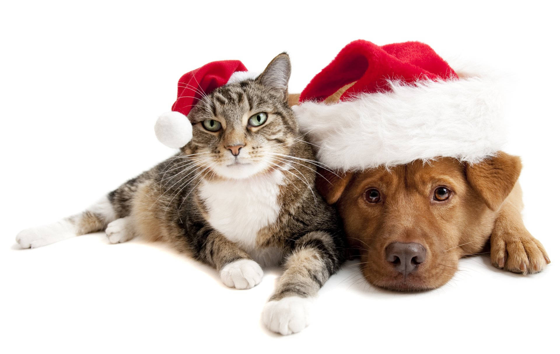 tabby cat, brown dog, red Santa hats, Full HD Desktop Wallpaper
