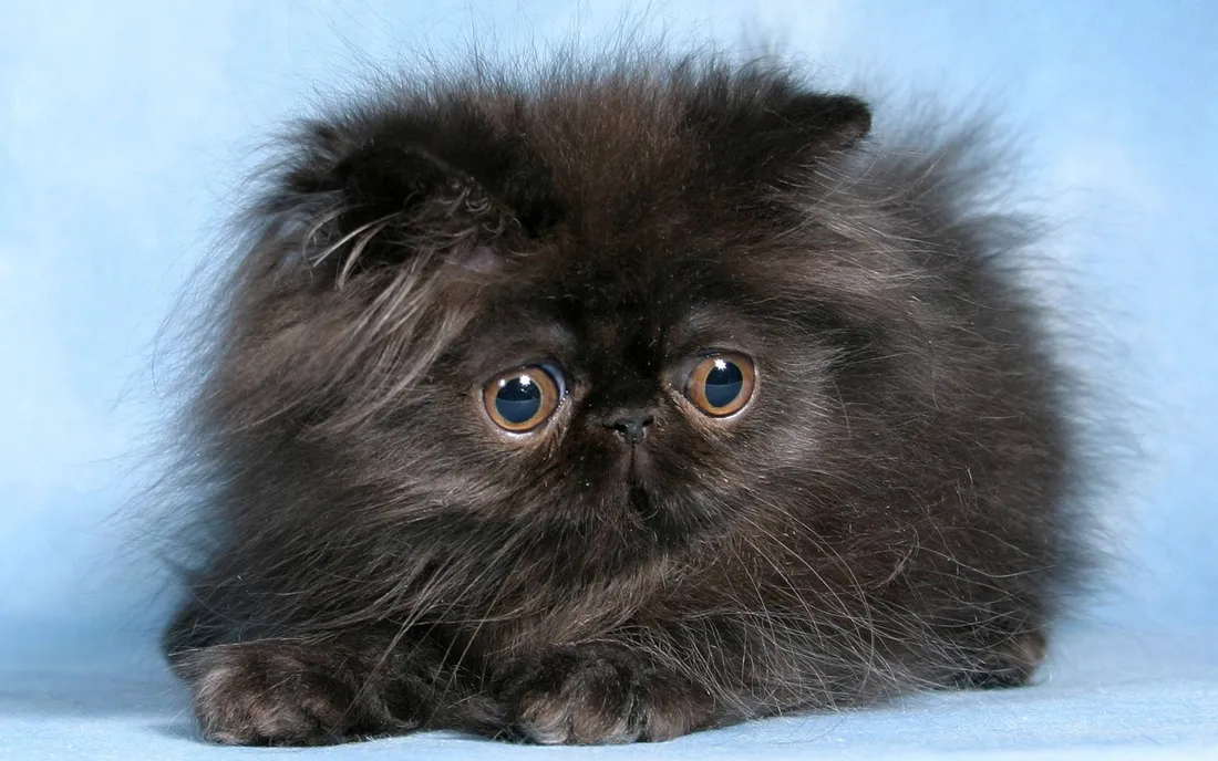 Kitten