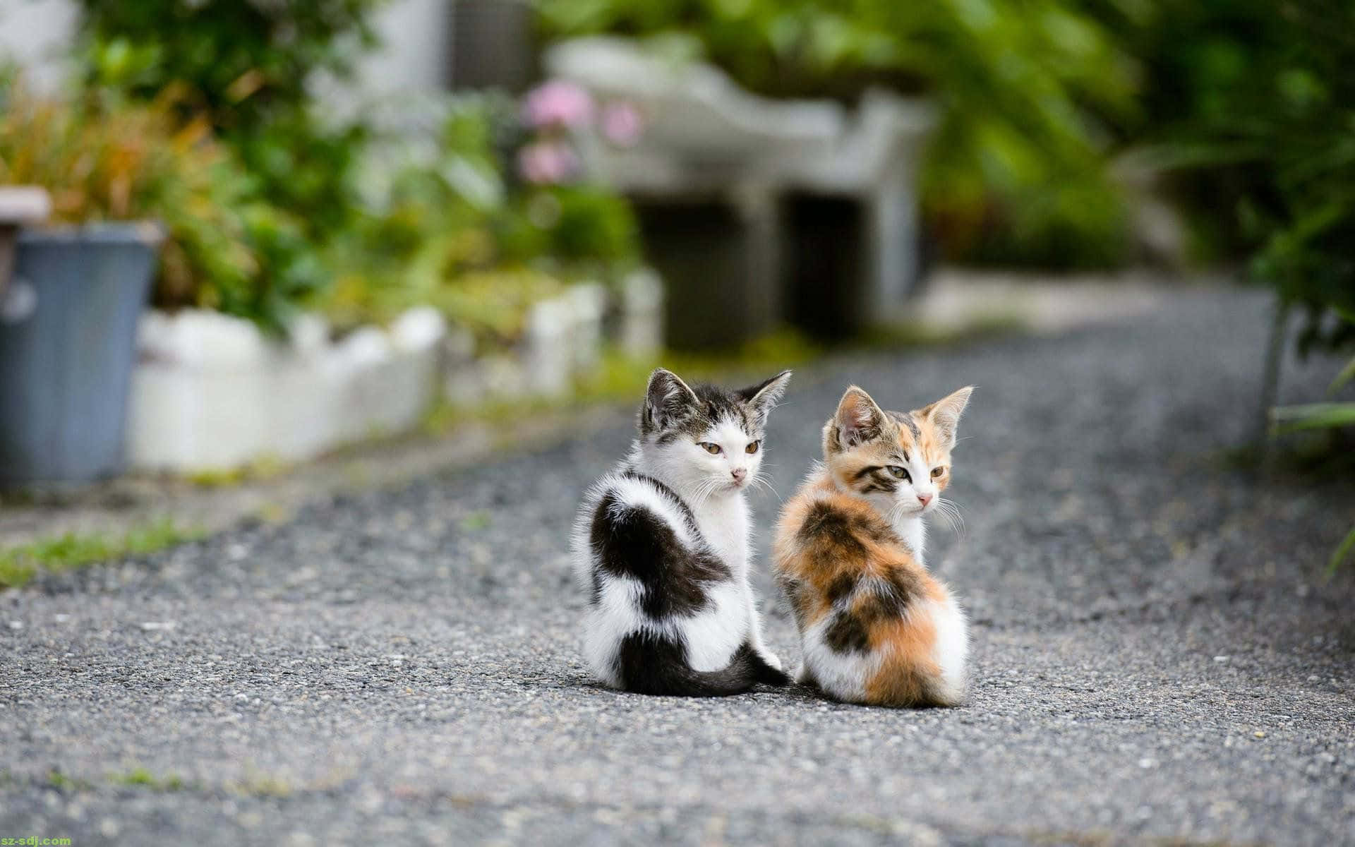 kittens, gravel path, lush greenery, Full HD Desktop Wallpaper