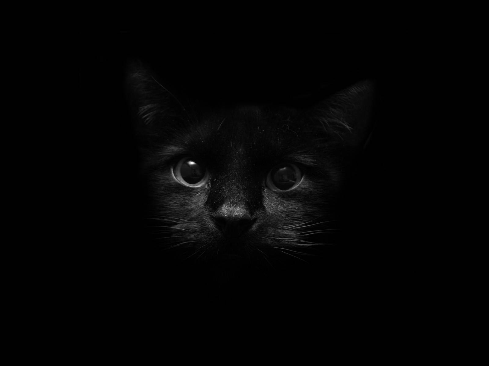 cute kitty, minimalistic screen art, black cat, HD Desktop Wallpaper