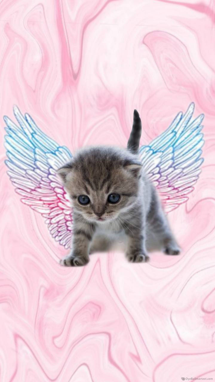pink cat, tabby kitten, blue wings, HD Phone Wallpaper