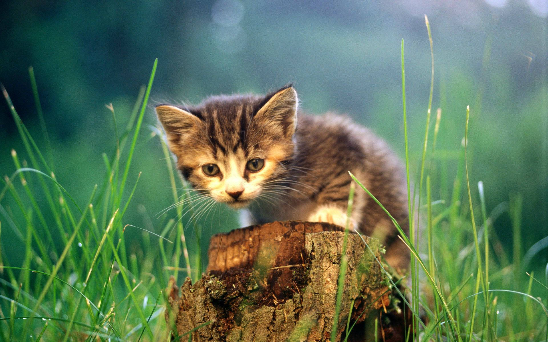 tabby kitten, mossy tree stump, vibrant green grass, Full HD Desktop Wallpaper