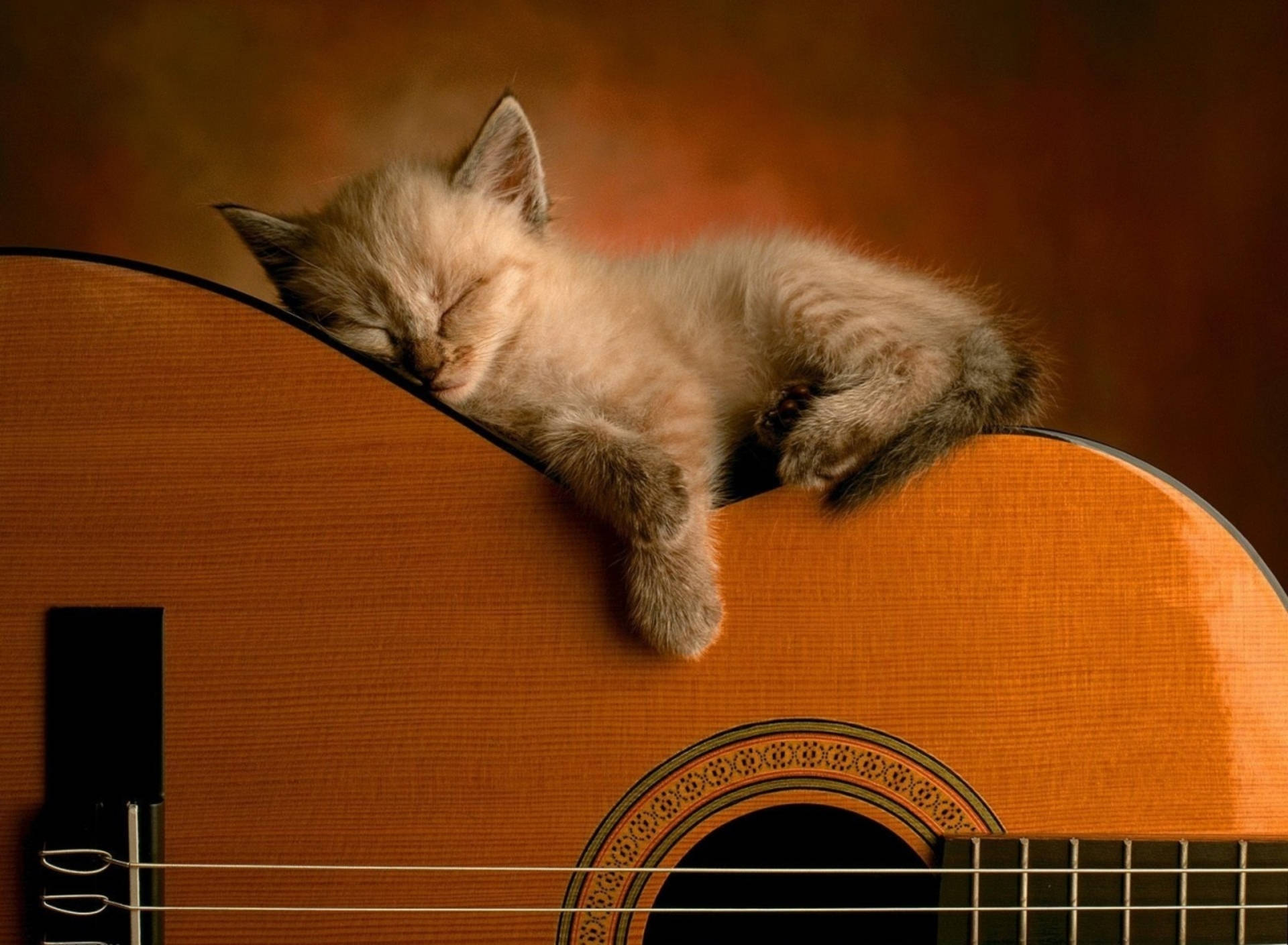 cute kitty, acoustic guitar, fluffy cream kitten, Full HD Desktop Wallpaper