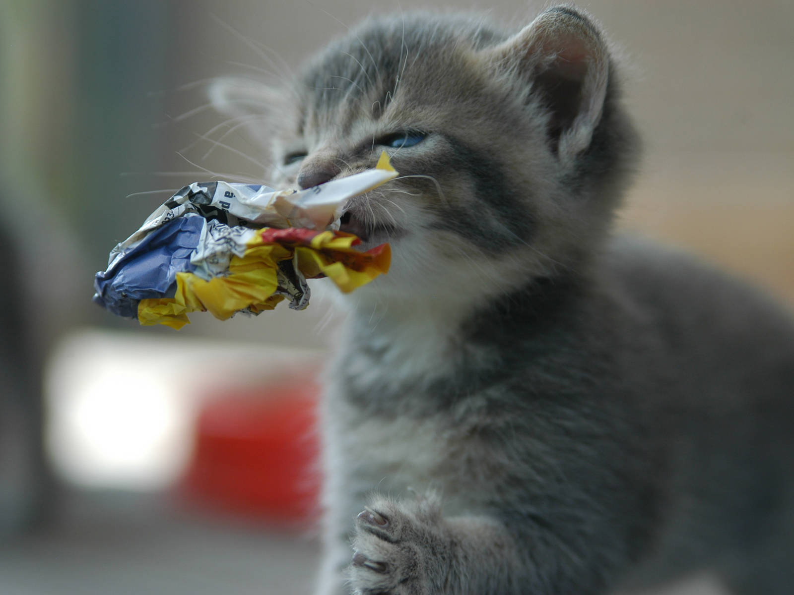 kitten, gray tabby, colorful wrapper, HD Desktop Wallpaper