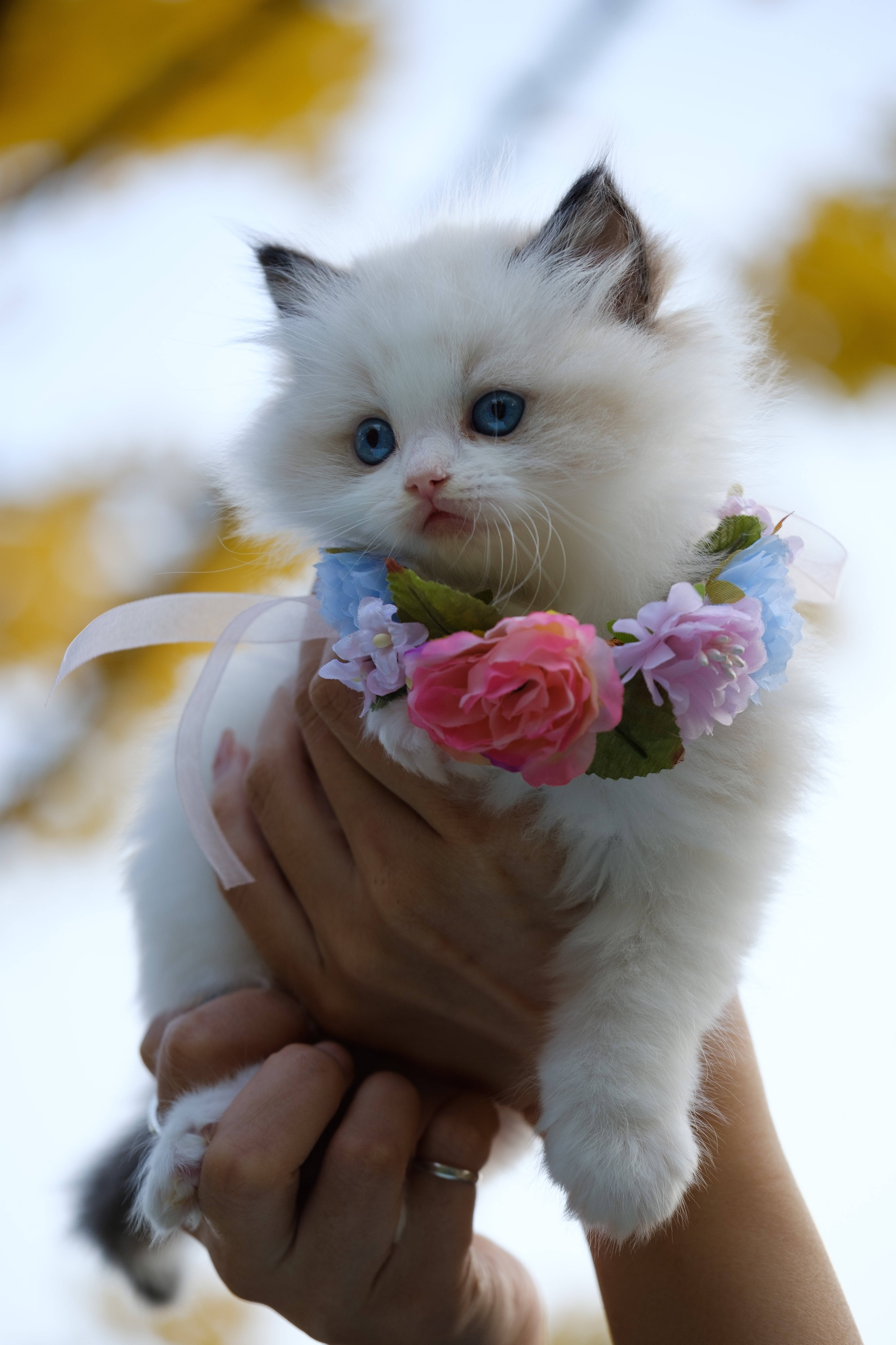 Ragdoll cat, fluffy white kitten, blue eyes, 5K Phone Wallpaper