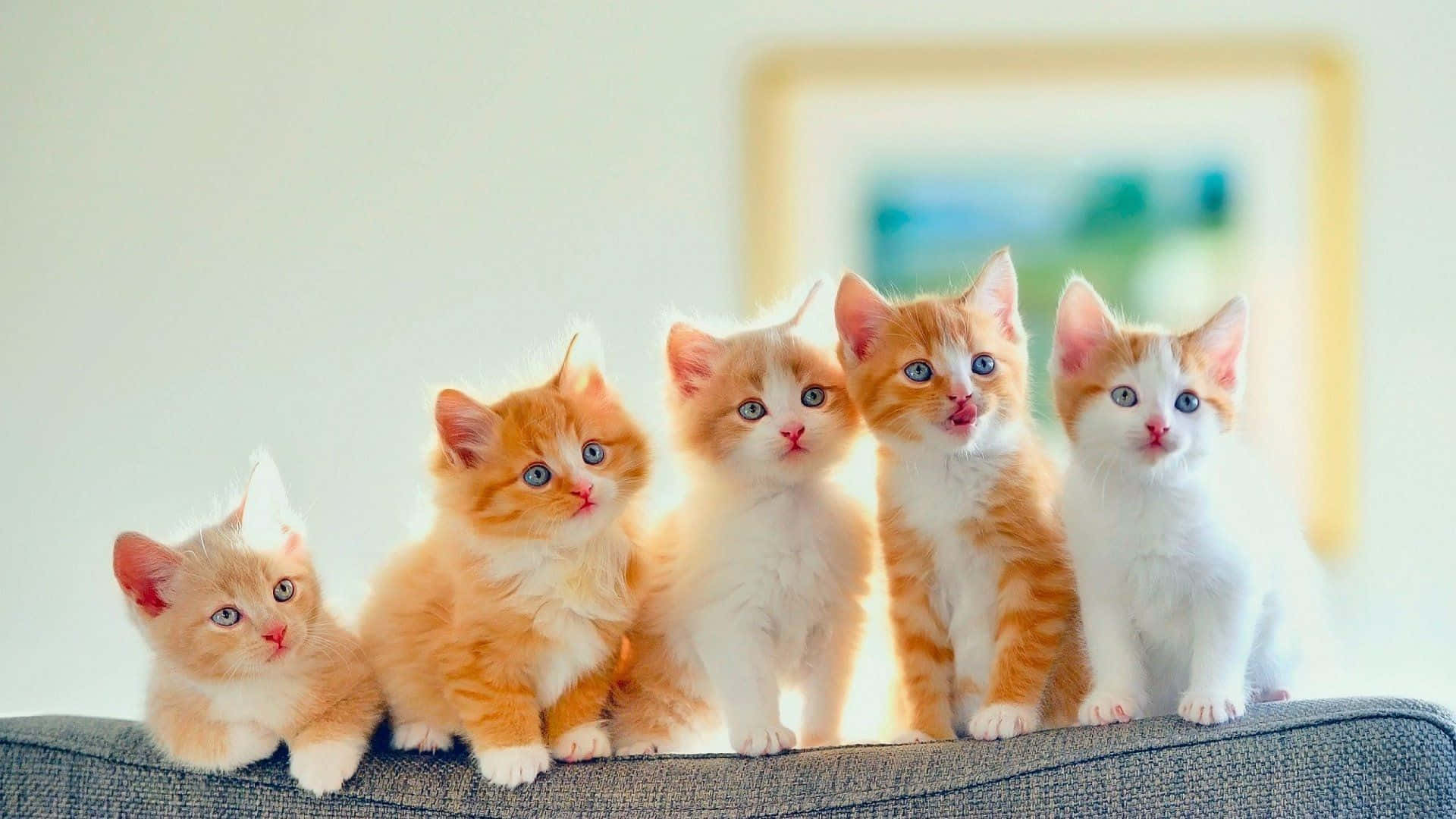 cute kitties, orange and white kittens, bright blue eyes, Full HD Desktop Wallpaper