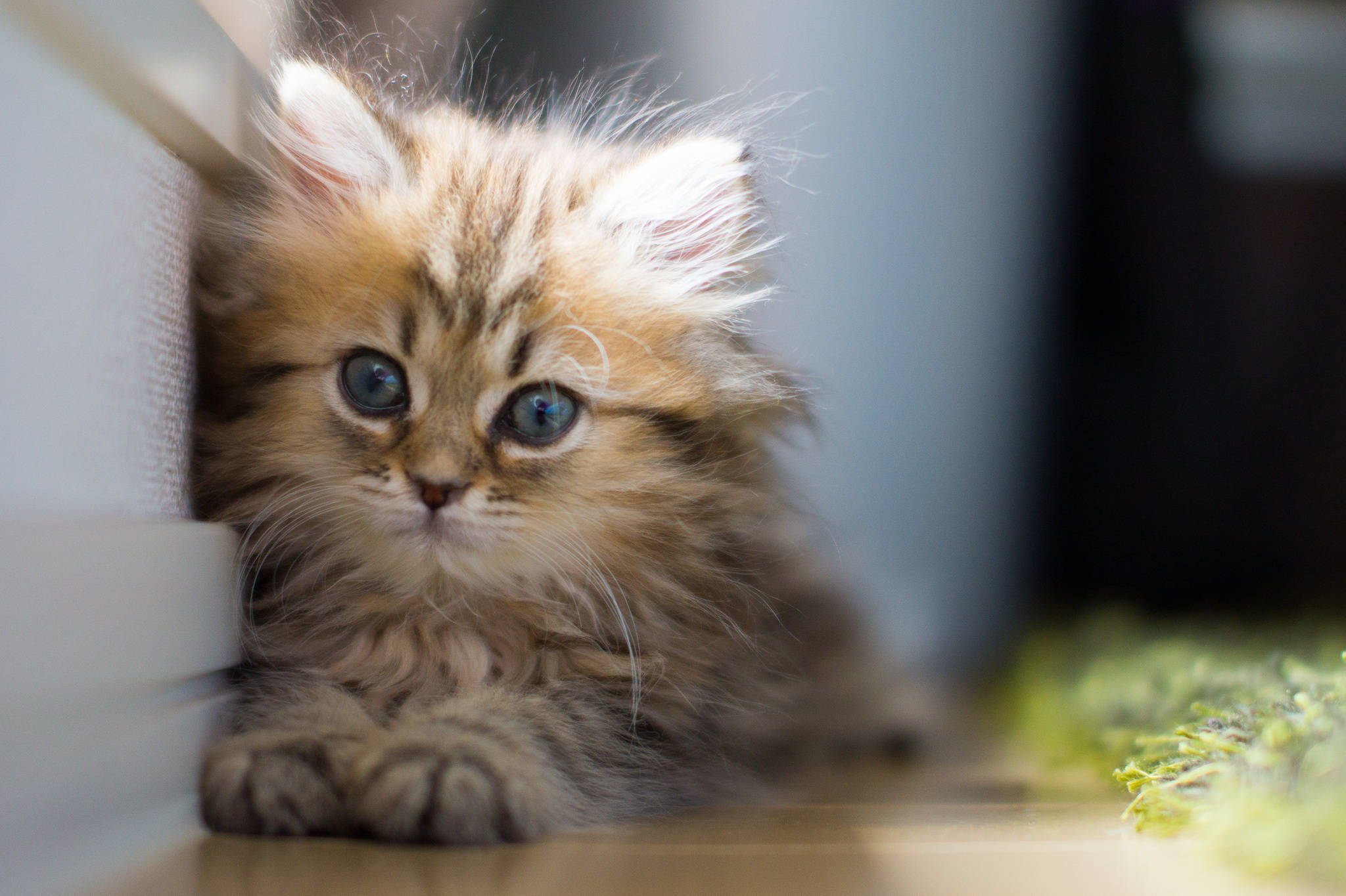 fluffy tabby kitten, ginger, blue eyes, Full HD Desktop Wallpaper