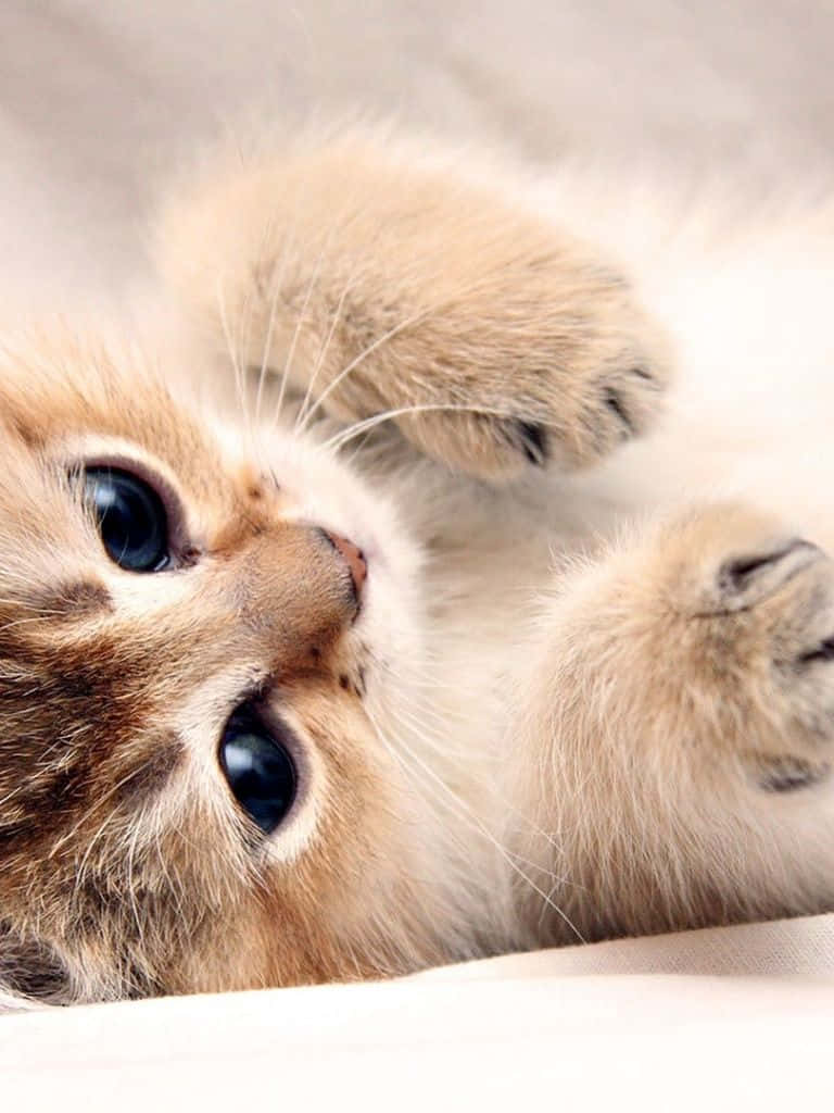Brown Tabby Kitten, fluffy cream kitten, wide curious eyes, SD Phone Wallpaper