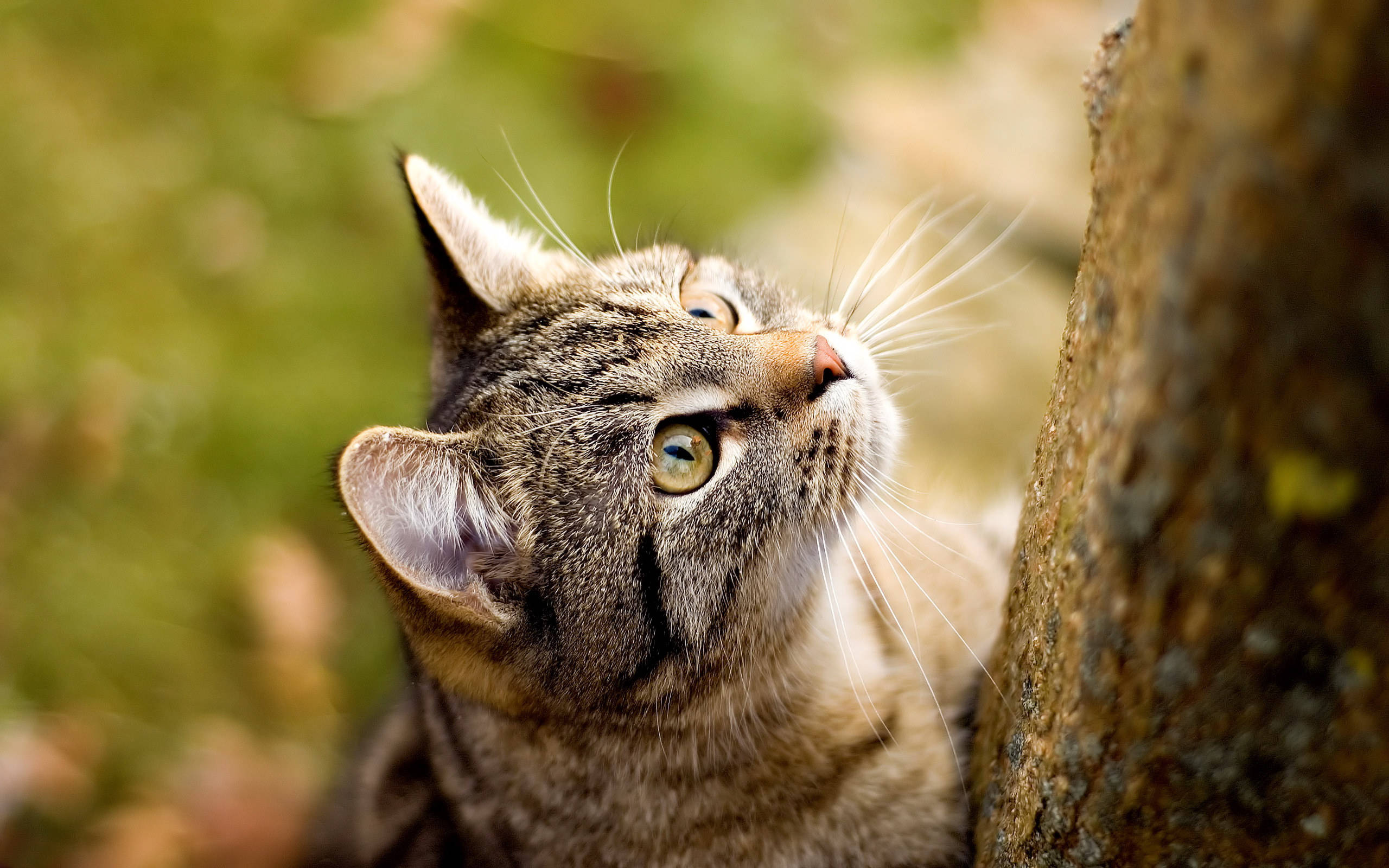 tabby cat, green eyes, tree trunk, 2K Desktop Wallpaper