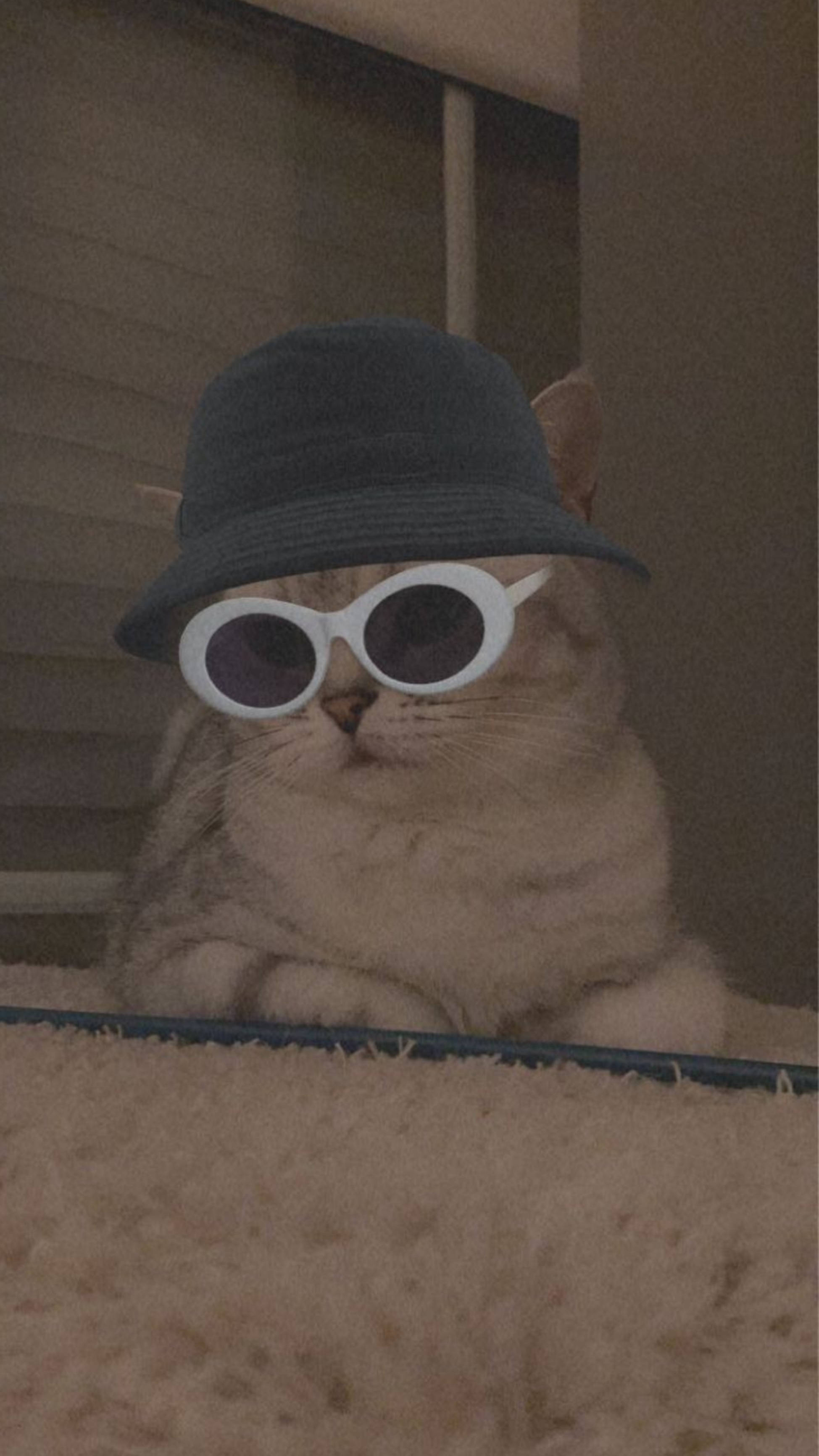 bucket hat, sunglasses, fluffy cat, 2K Phone Wallpaper