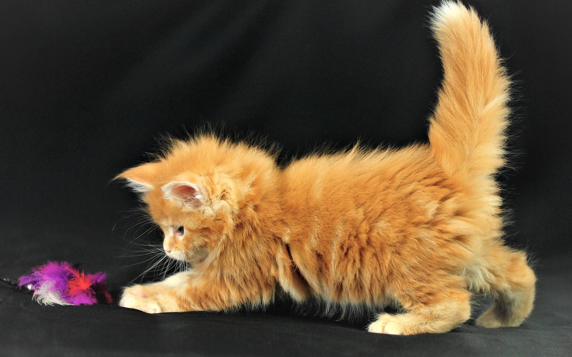 fluffy orange kitten, black surface, colorful feather toy, Full HD Desktop Wallpaper