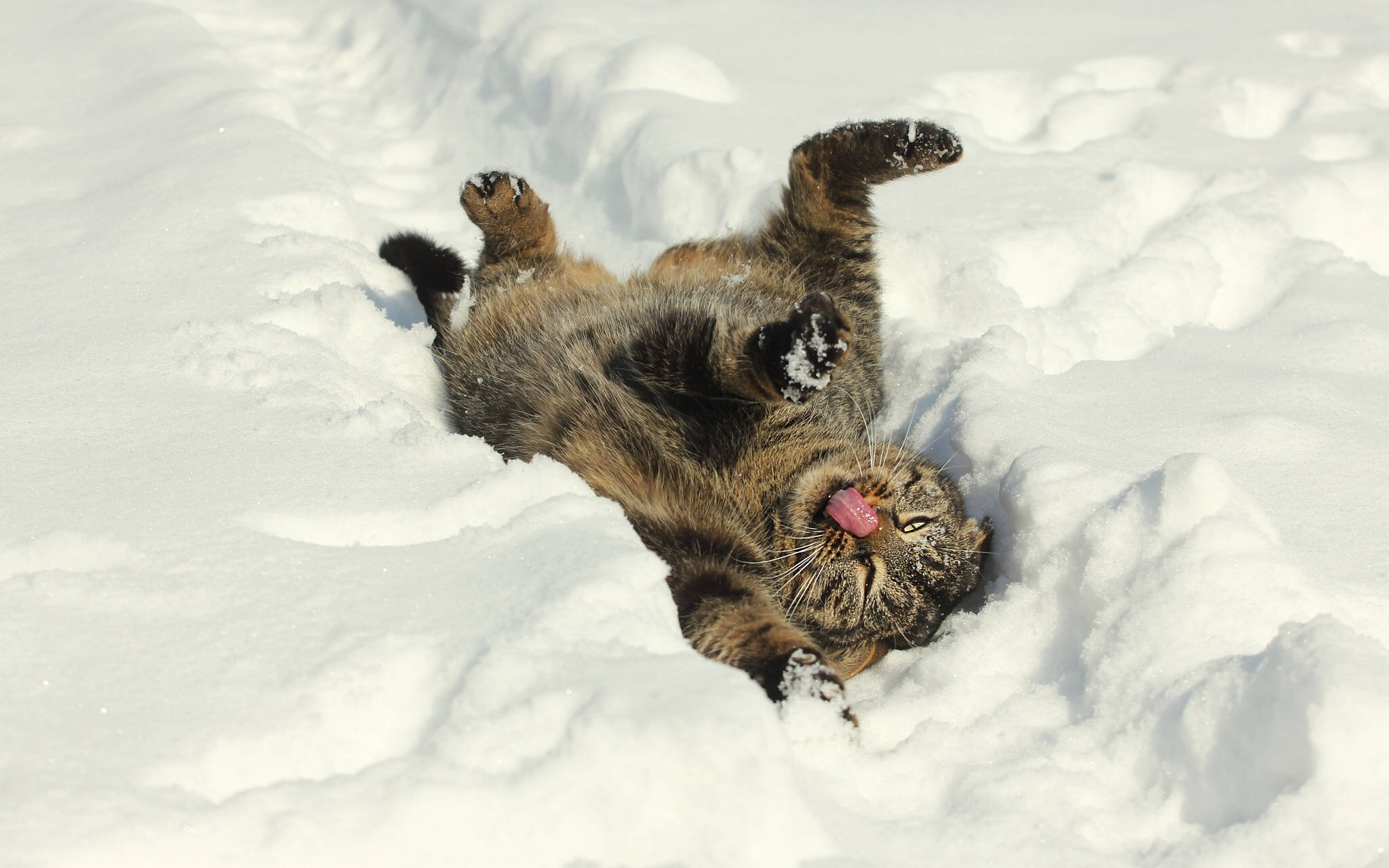 tabby cat, snow, paws up, Full HD Desktop Wallpaper