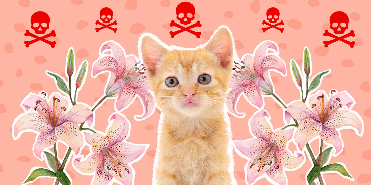 pink cat, orange kitten, pink lilies, SD Desktop Wallpaper