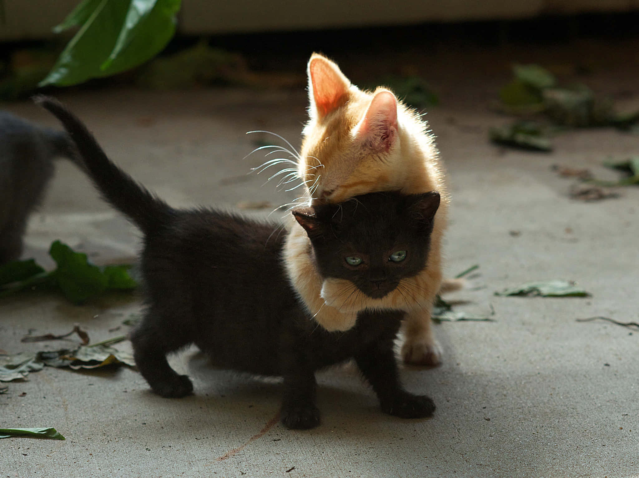 ginger kitten, black kitten, striking green eyes, Full HD Desktop Wallpaper
