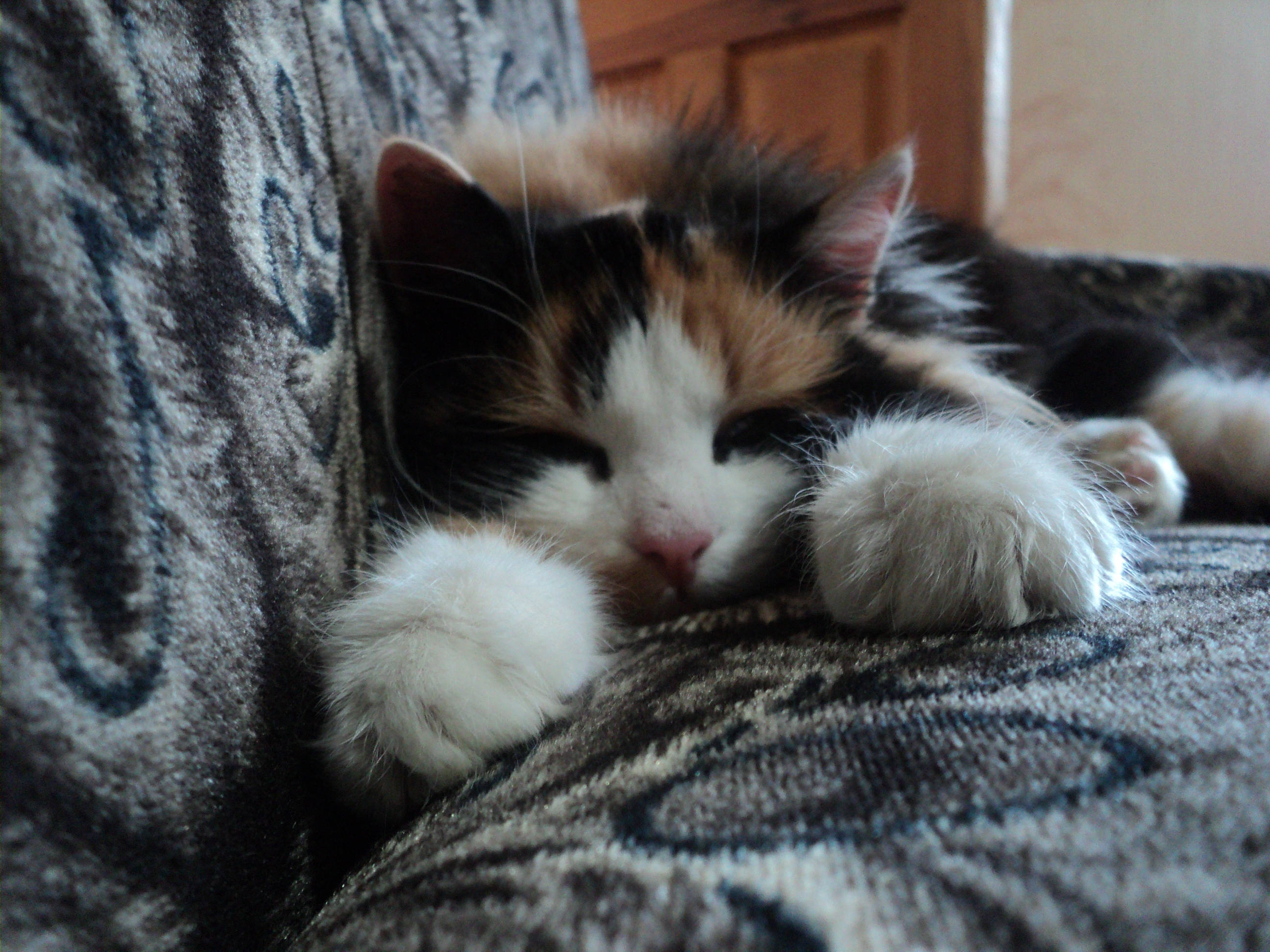 calico kitten, patterned couch, sleeping, 2K Desktop Wallpaper