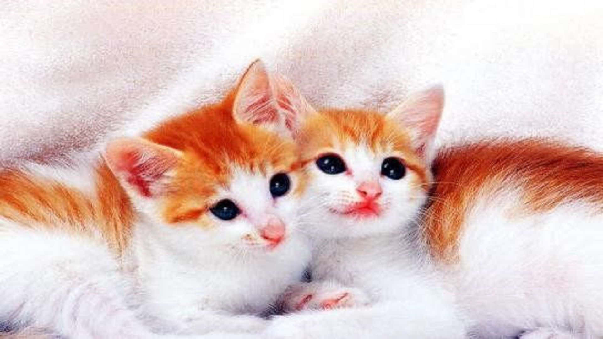 fluffy orange and white kittens, soft white blanket, big curious eyes, Full HD Desktop Wallpaper