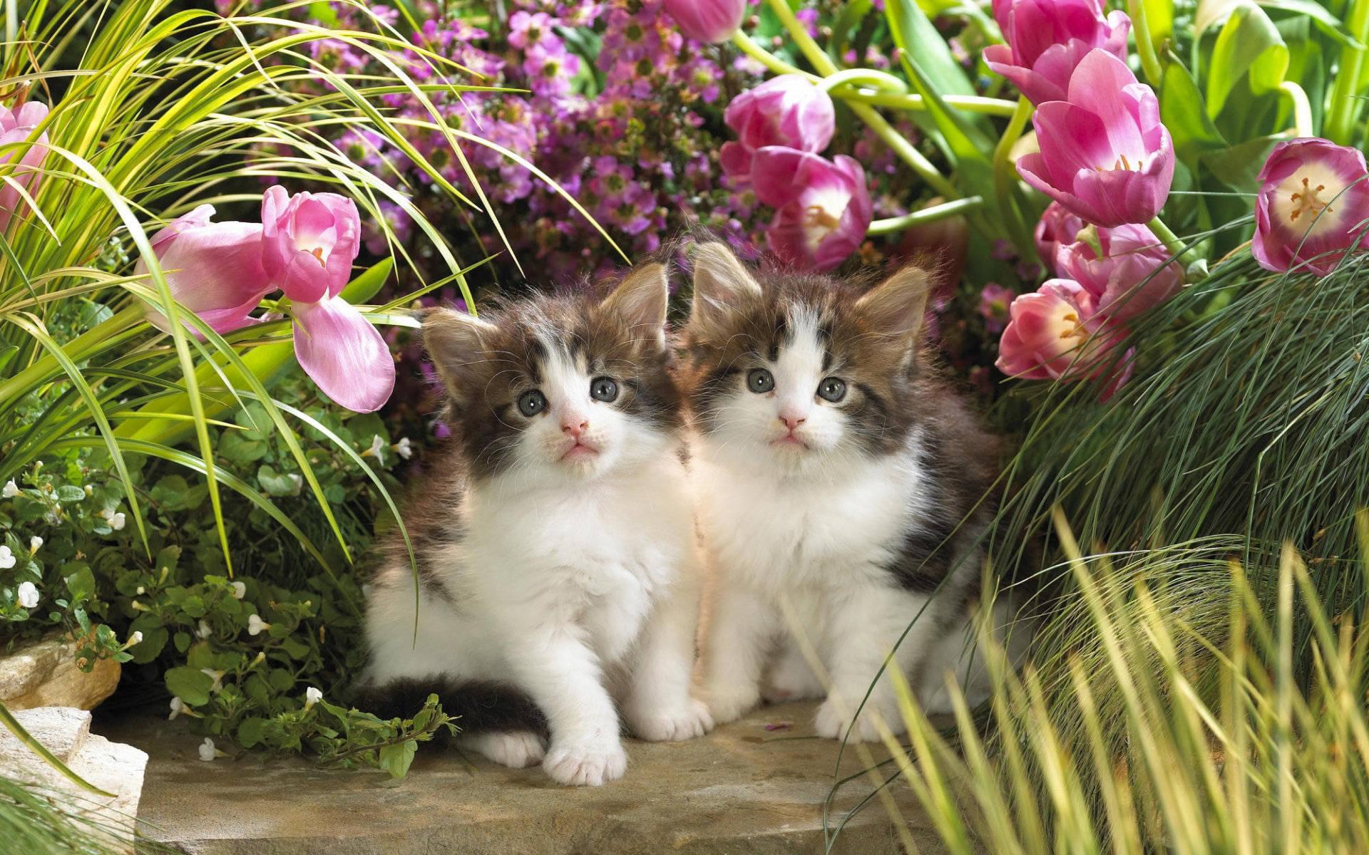 kittens, purple flowers, stone, Full HD Desktop Wallpaper