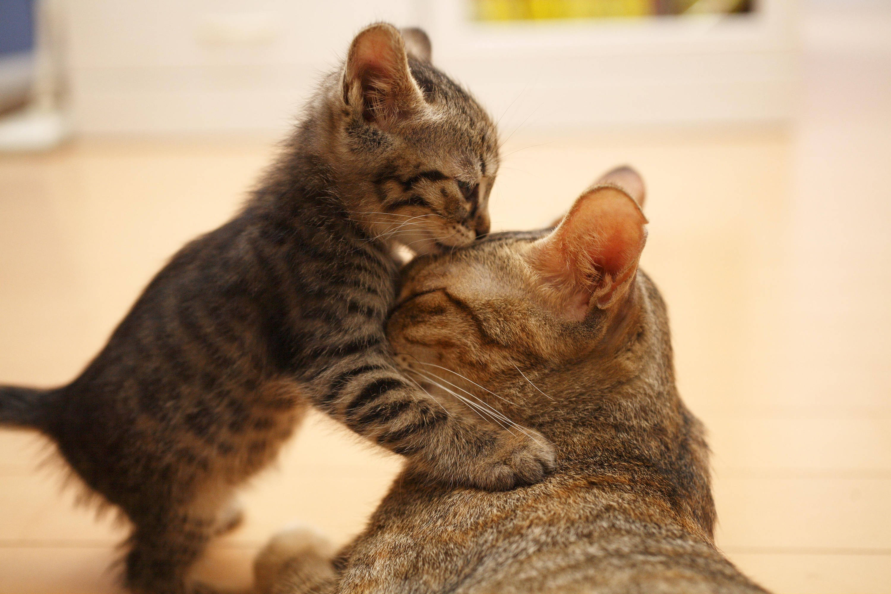 tabby kitten, mother, warm indoor setting, 2K Desktop Wallpaper