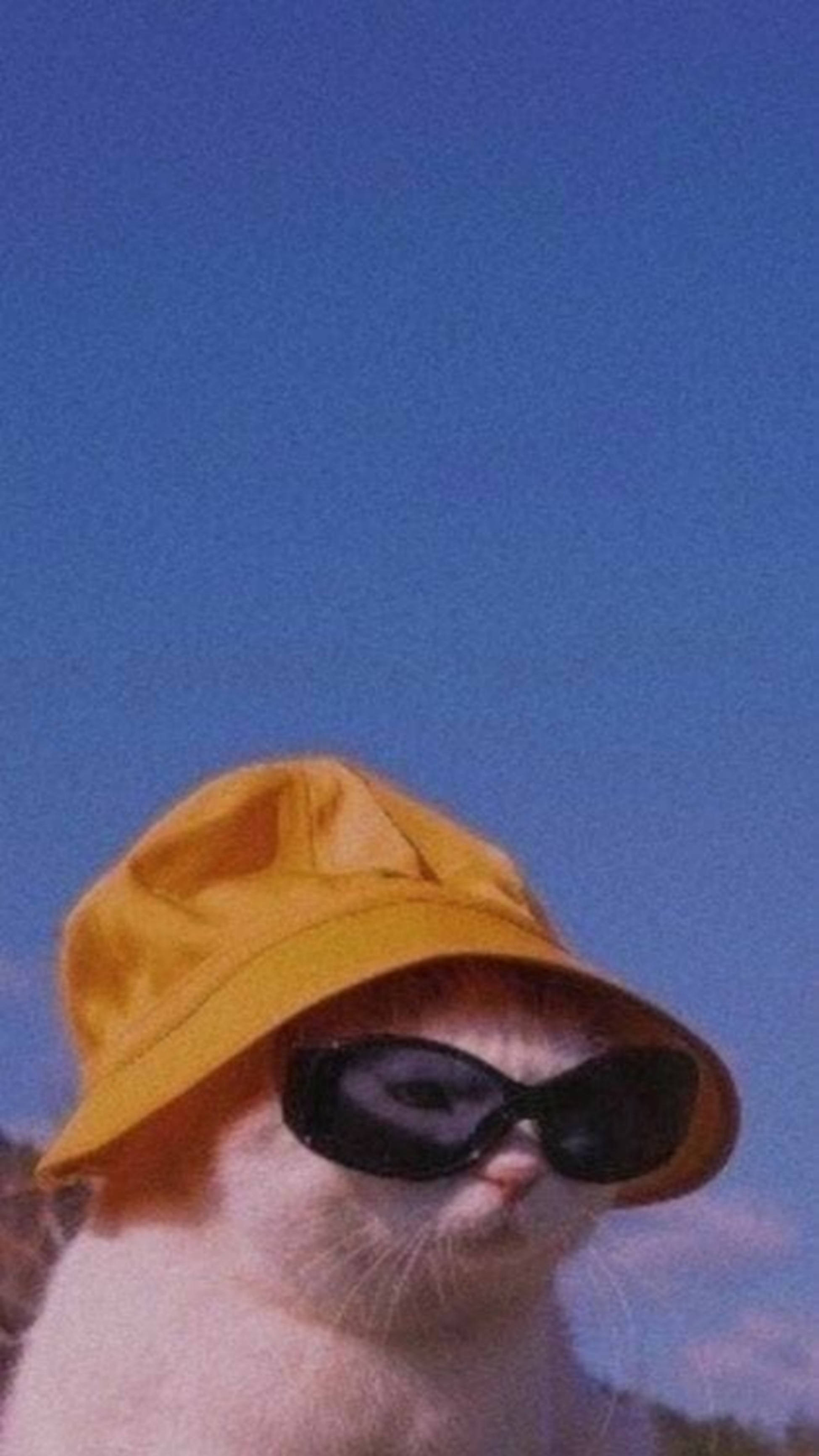 yellow bucket hat, white cat, black sunglasses, 2K Phone Wallpaper