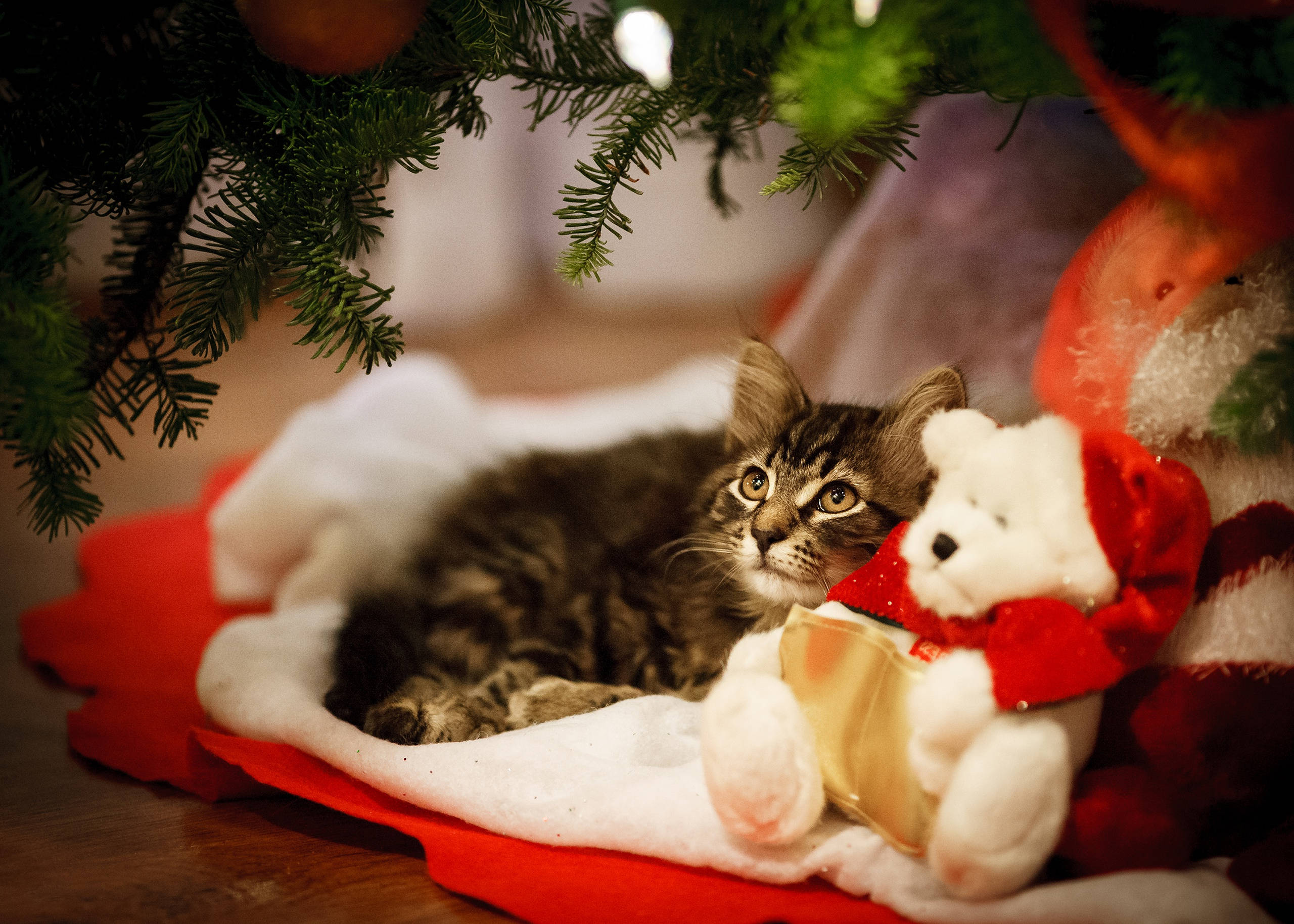 tabby kitten, Christmas tree, white teddy bear, 2K Desktop Wallpaper
