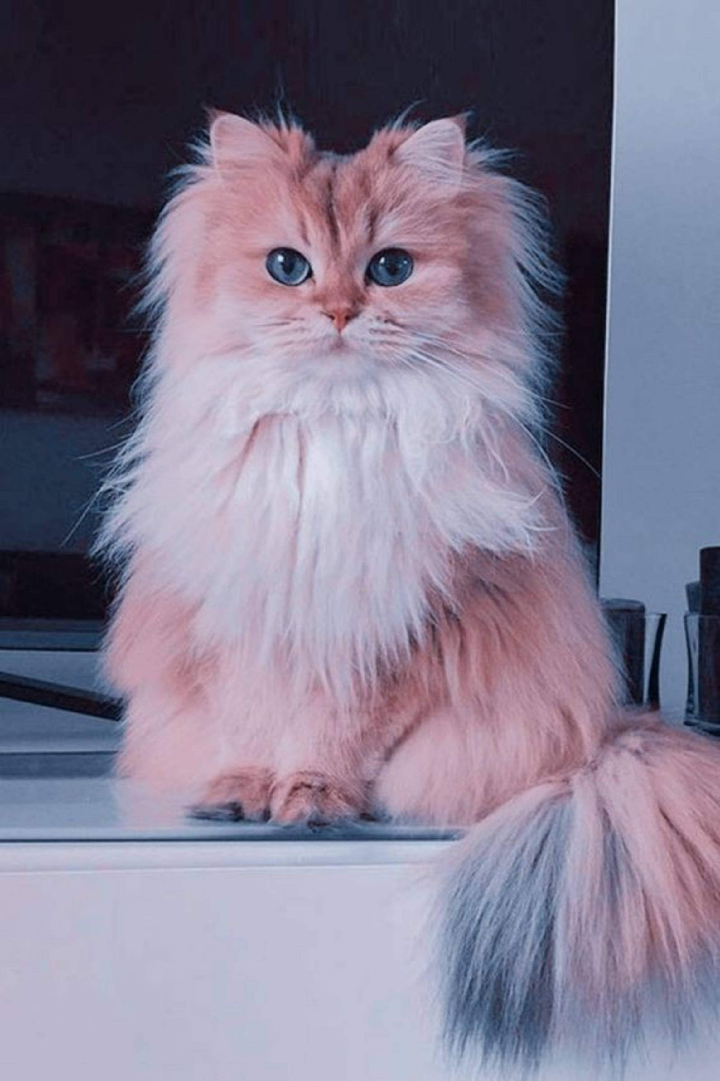 Persian cat, fluffy pink Persian cat, striking blue eyes, 2K Phone Wallpaper